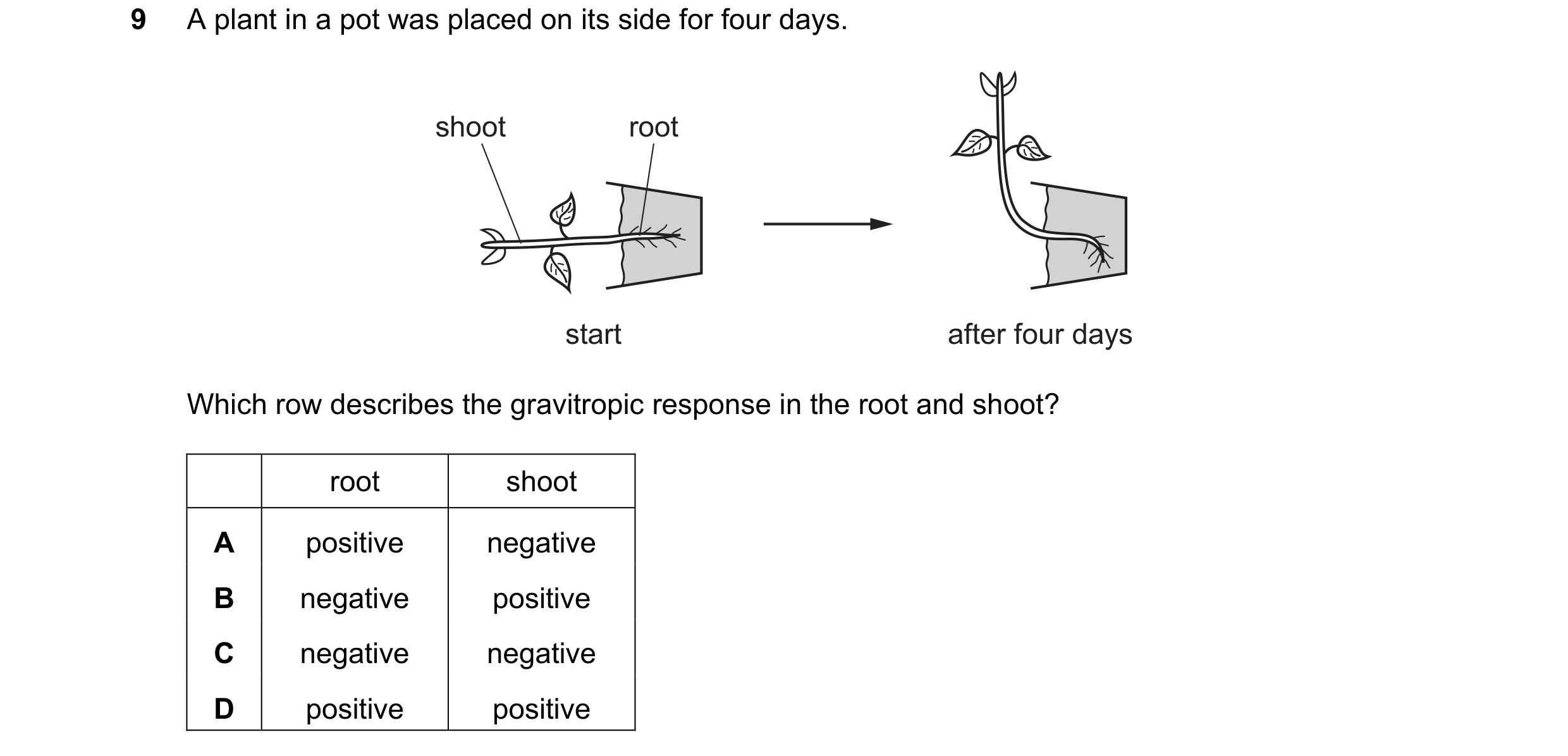 Question 23: A plant in a pot was placed on its side for four days. shoot root start after four days Which row describes the gravitropic response in the…