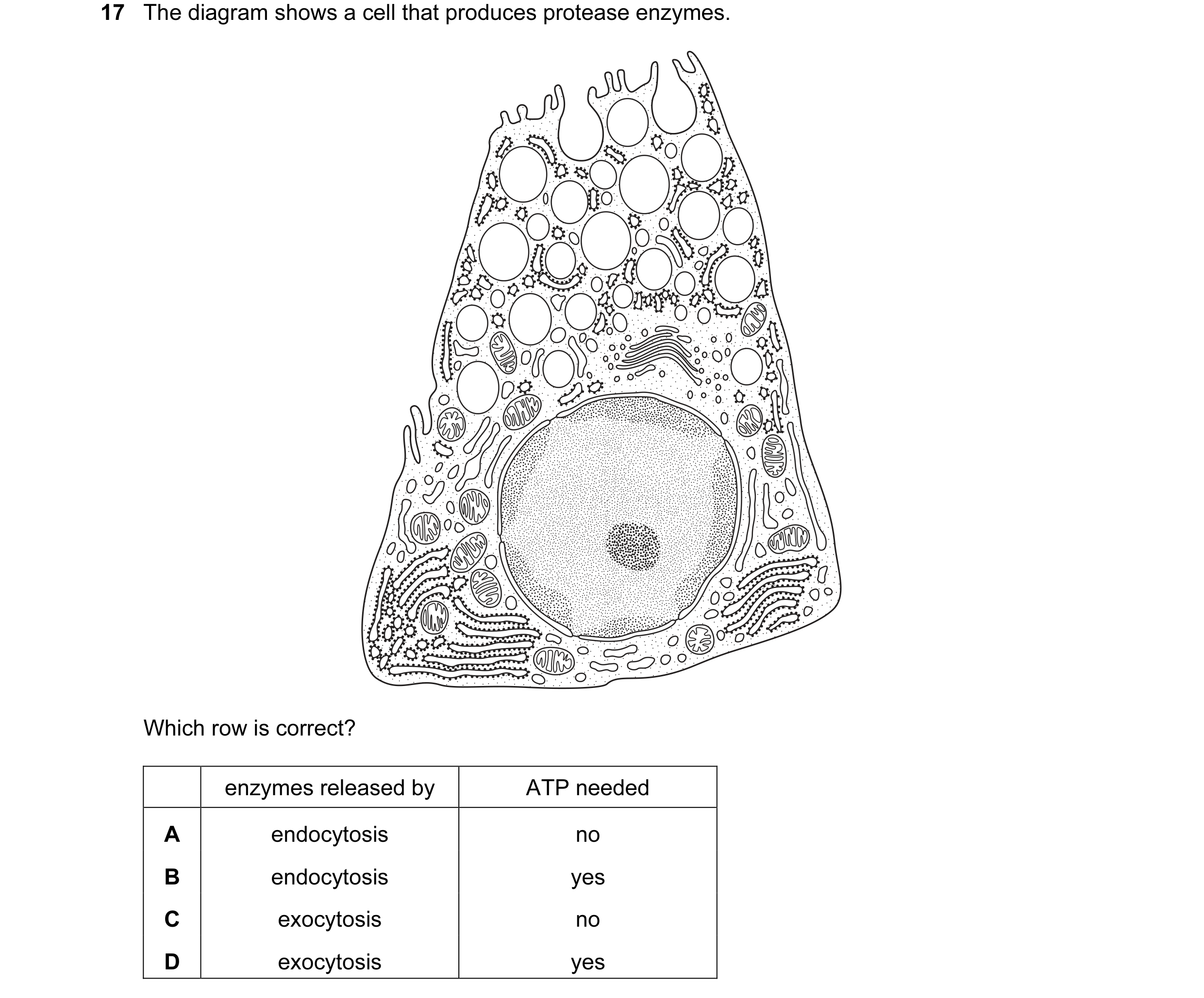 Question 64: The diagram shows a cell that produces protease enzymes. Which row is correct? enzymes released by ATP needed A endocytosis no B endocytosi…