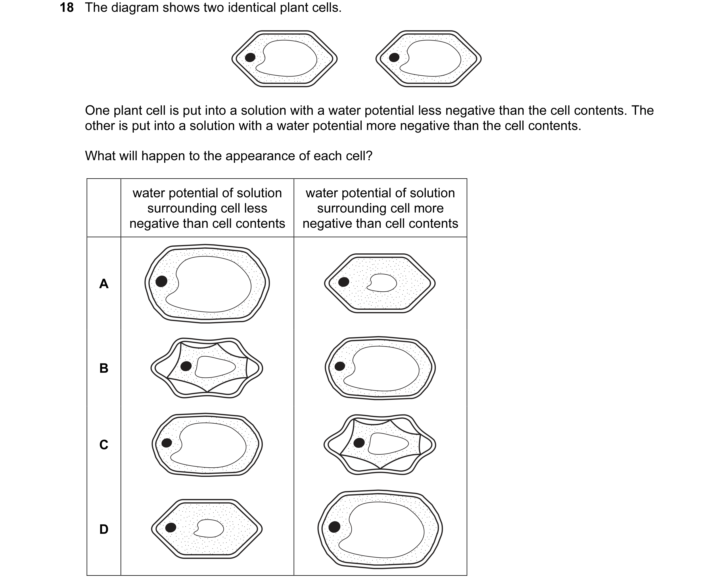 Question 65: The diagram shows two identical plant cells. One plant cell is put into a solution with a water potential less negative than the cell conte…