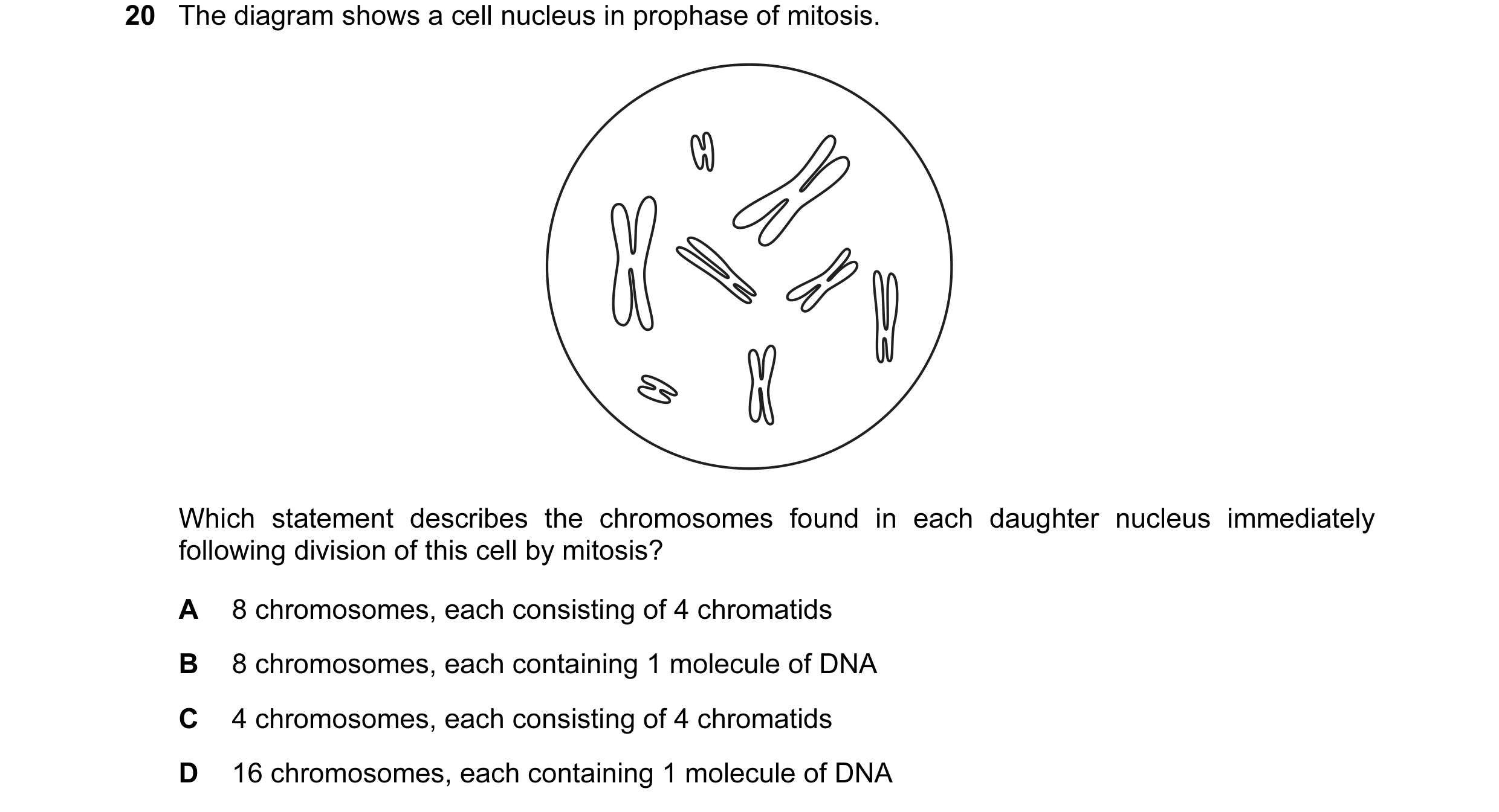 Question 29: The diagram shows a cell nucleus in prophase of mitosis. Which statement describes the chromosomes found in each daughter nucleus immediate…