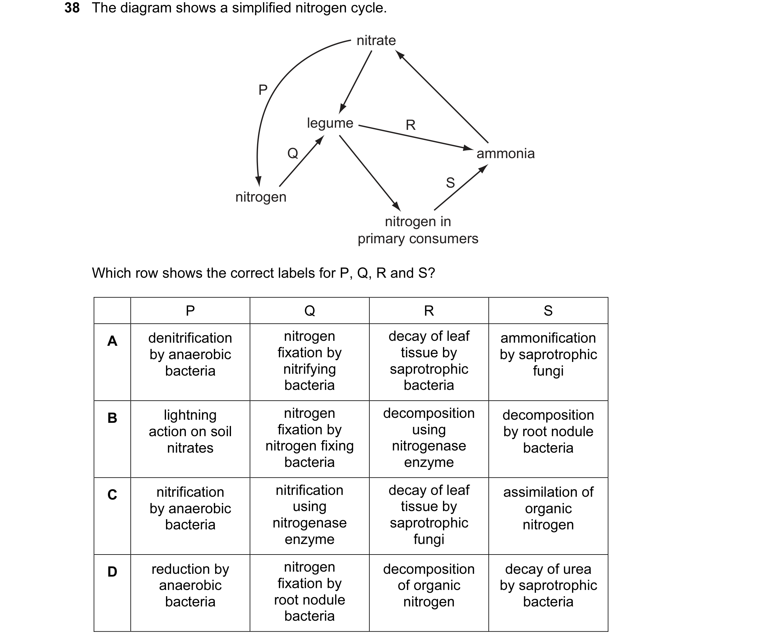 Question 47: The diagram shows a simplified nitrogen cycle. nitrate P legume R Q ammonia S nitrogen nitrogen in primary consumers Which row shows the co…