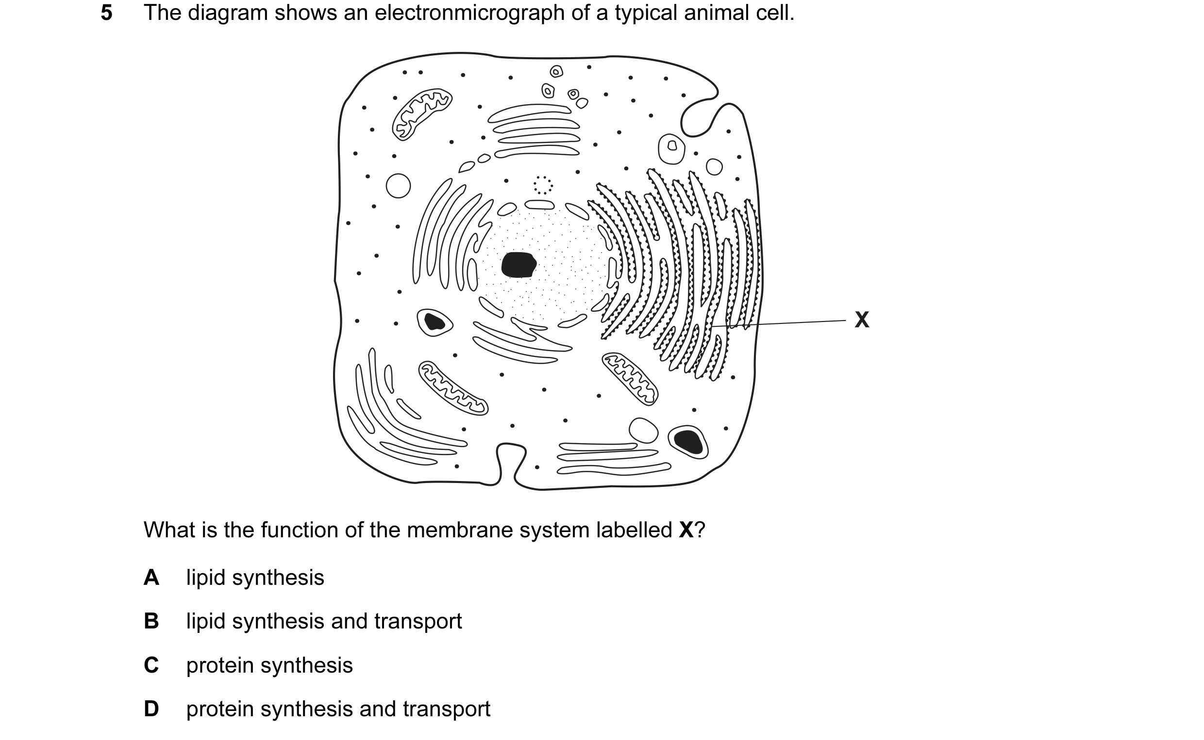 Question 79: The diagram shows an electronmicrograph of a typical animal cell. X What is the function of the membrane system labelled X? A lipid synthes…