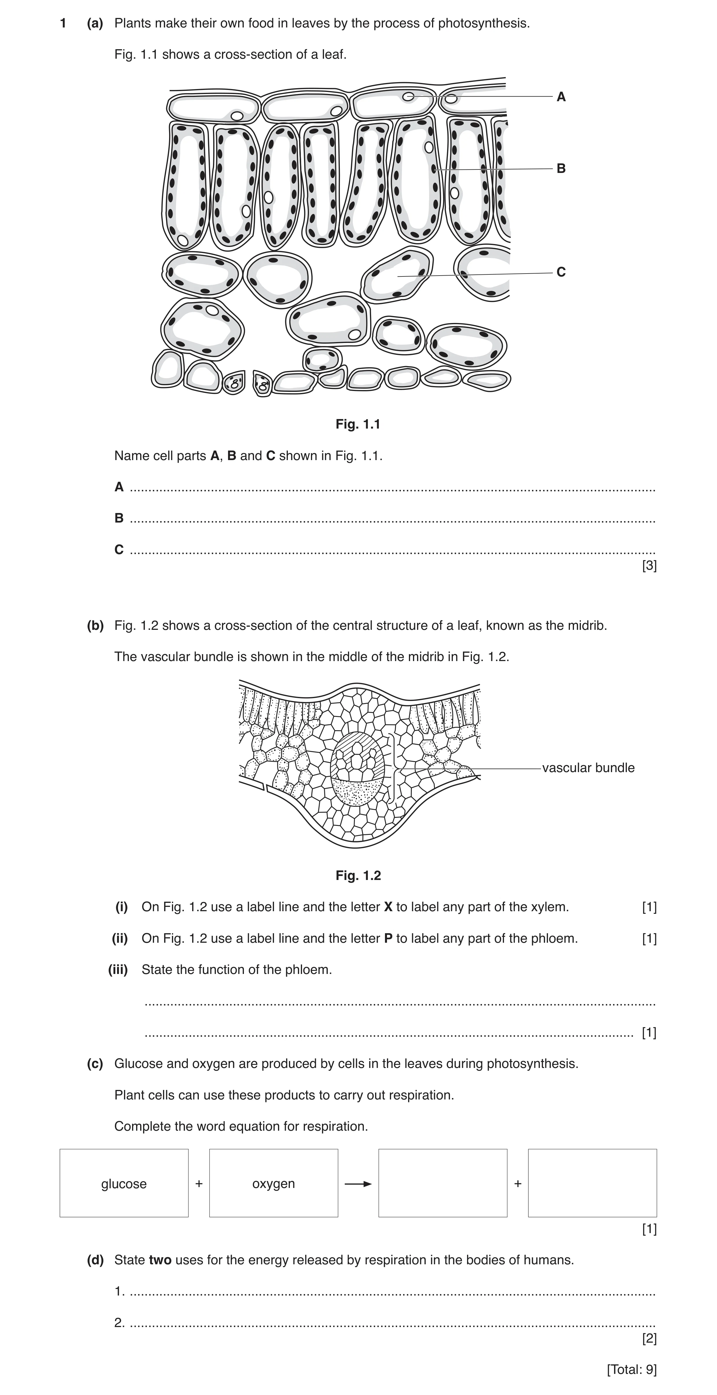 Question 9: (a) Plants make their own food in leaves by the process of photosynthesis. Fig. 1.1 shows a cross-section of a leaf. A B C Fig. 1.1 Name ce…