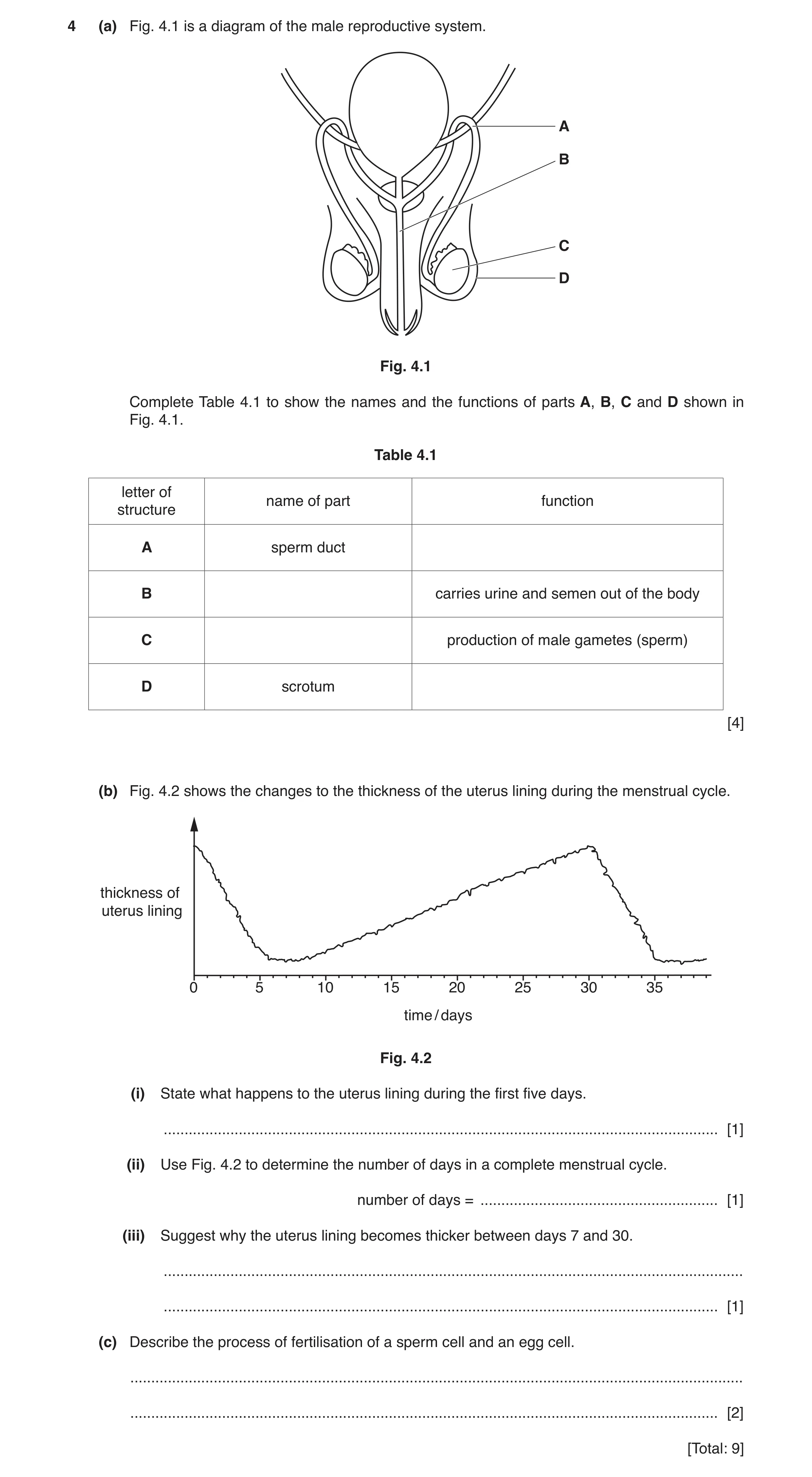 Question 3: (a) Fig. 4.1 is a diagram of the male reproductive system. A B C D Fig. 4.1 Complete Table 4.1 to show the names and the functions of parts…