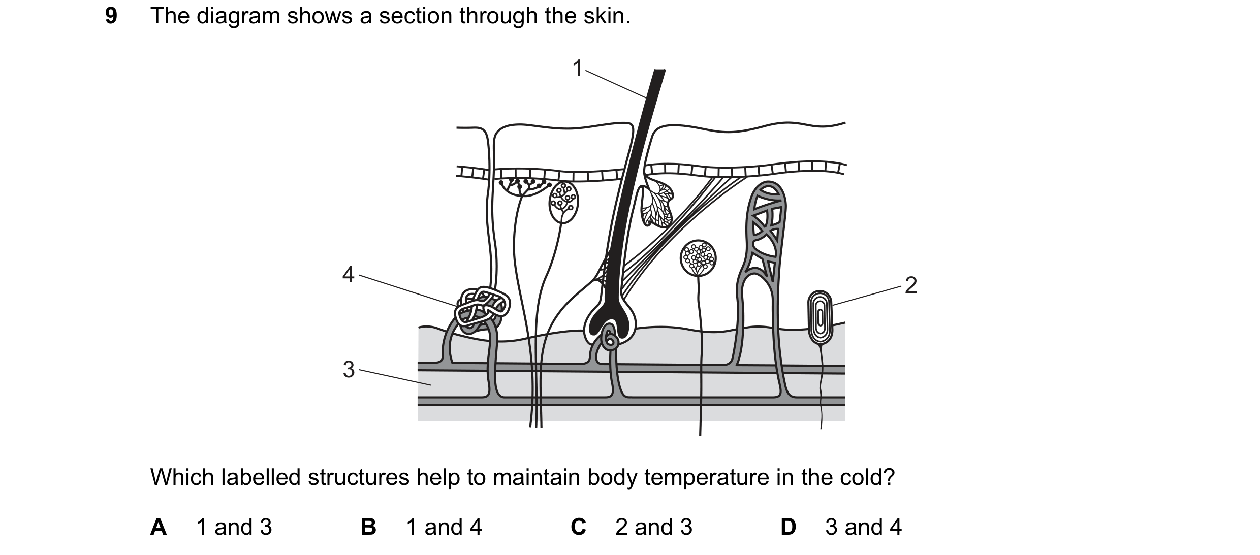 Question 42: The diagram shows a section through the skin. 1 4 2 3 Which labelled structures help to maintain body temperature in the cold? A 1 and 3 B …