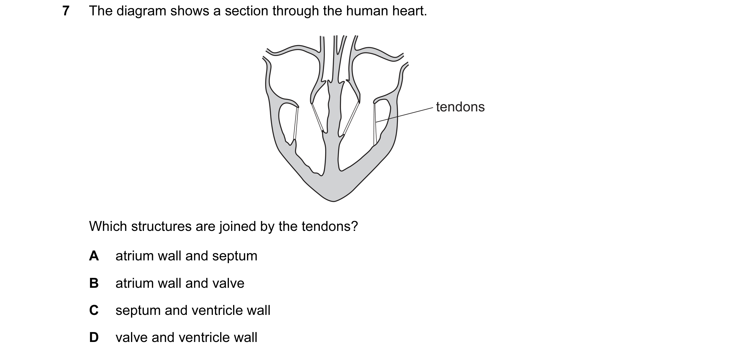 Question 36: The diagram shows a section through the human heart. tendons Which structures are joined by the tendons? A atrium wall and septum B atrium …