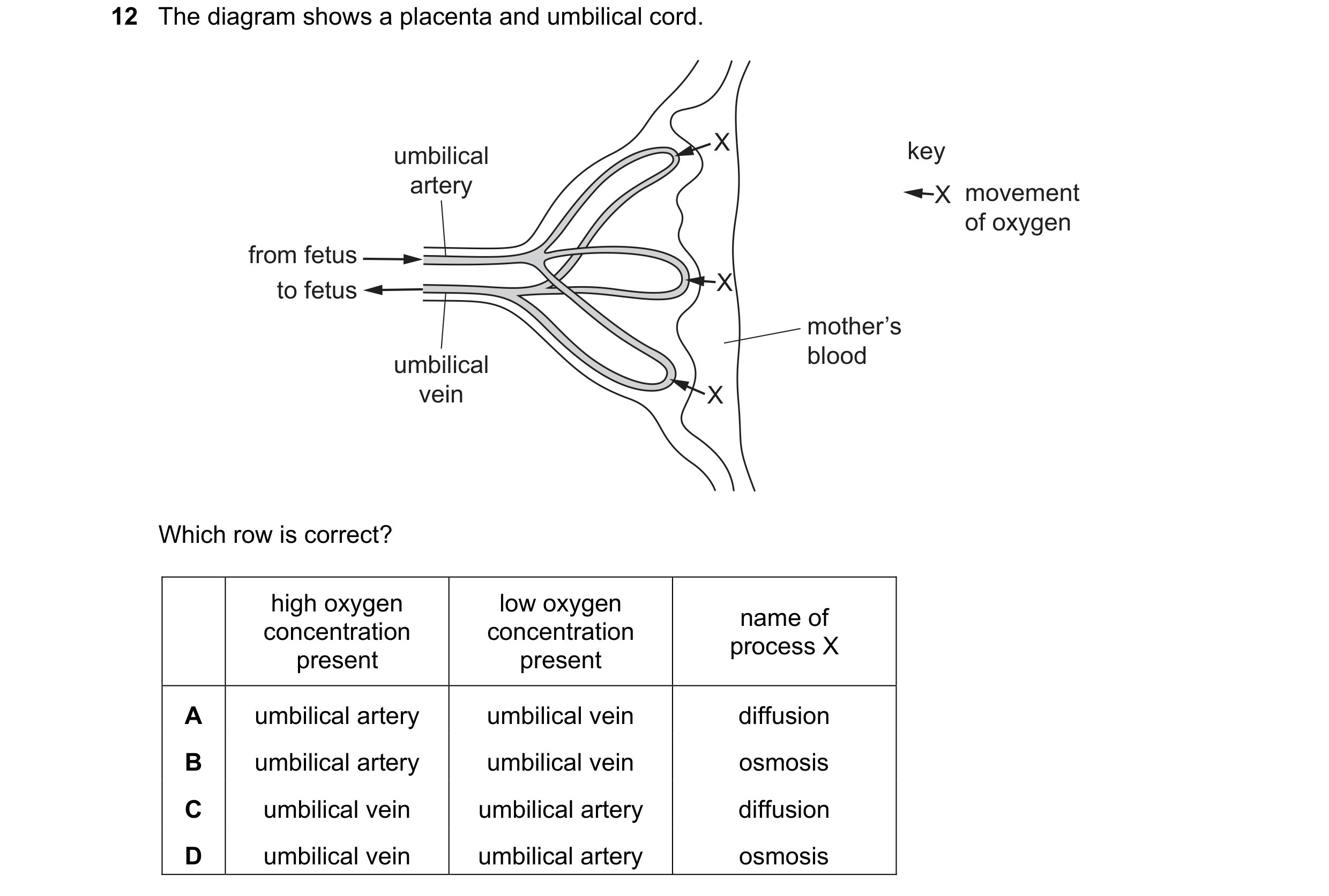 Question 6: The diagram shows a placenta and umbilical cord. X key umbilical artery X movement of oxygen from fetus to fetus X mother’s umbilical blood…