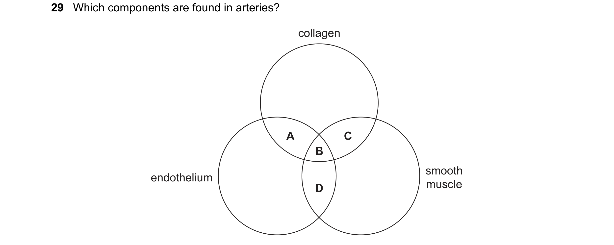 Question 112: Which components are found in arteries? collagen A C B smooth endothelium D muscle