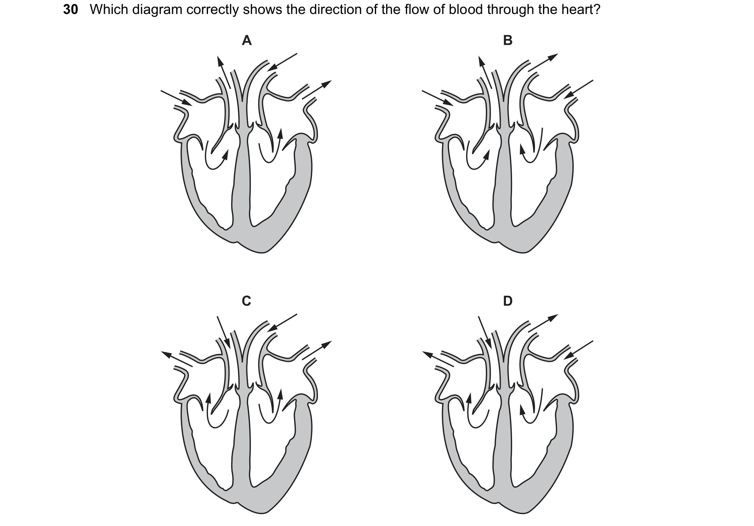 Question 101: Which diagram correctly shows the direction of the flow of blood through the heart? A B C D