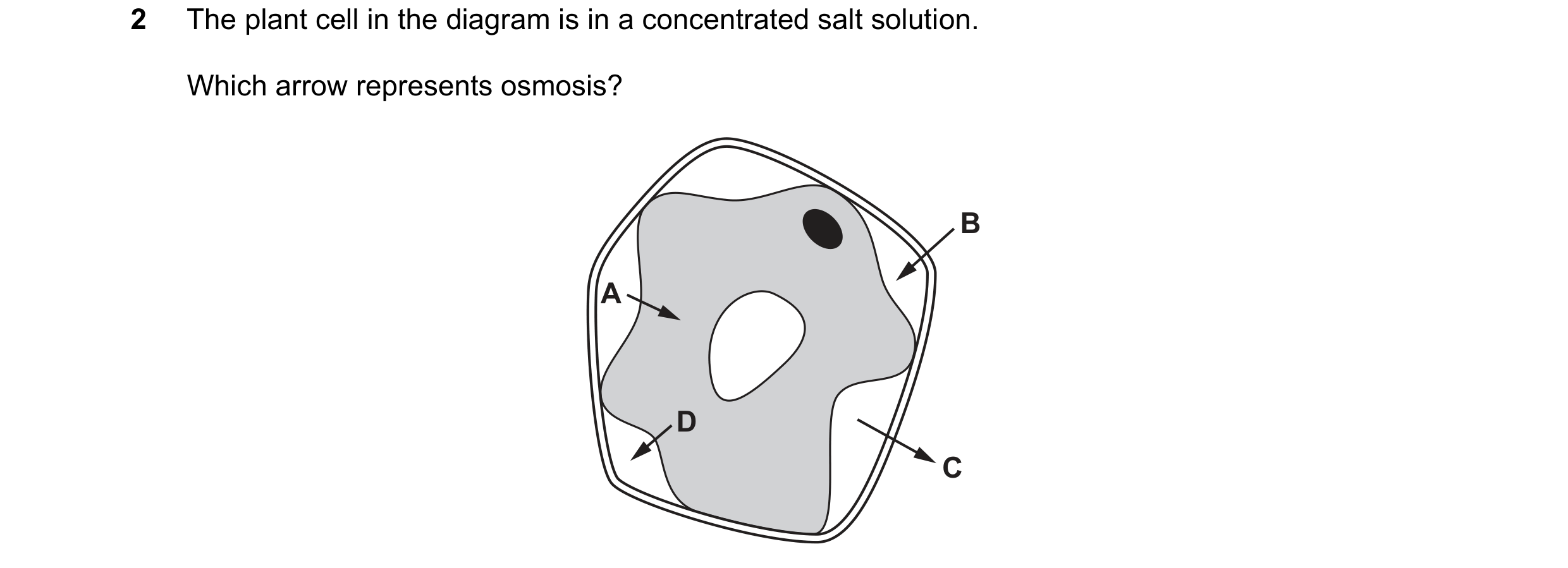 Question 8: The plant cell in the diagram is in a concentrated salt solution. Which arrow represents osmosis? B A D C