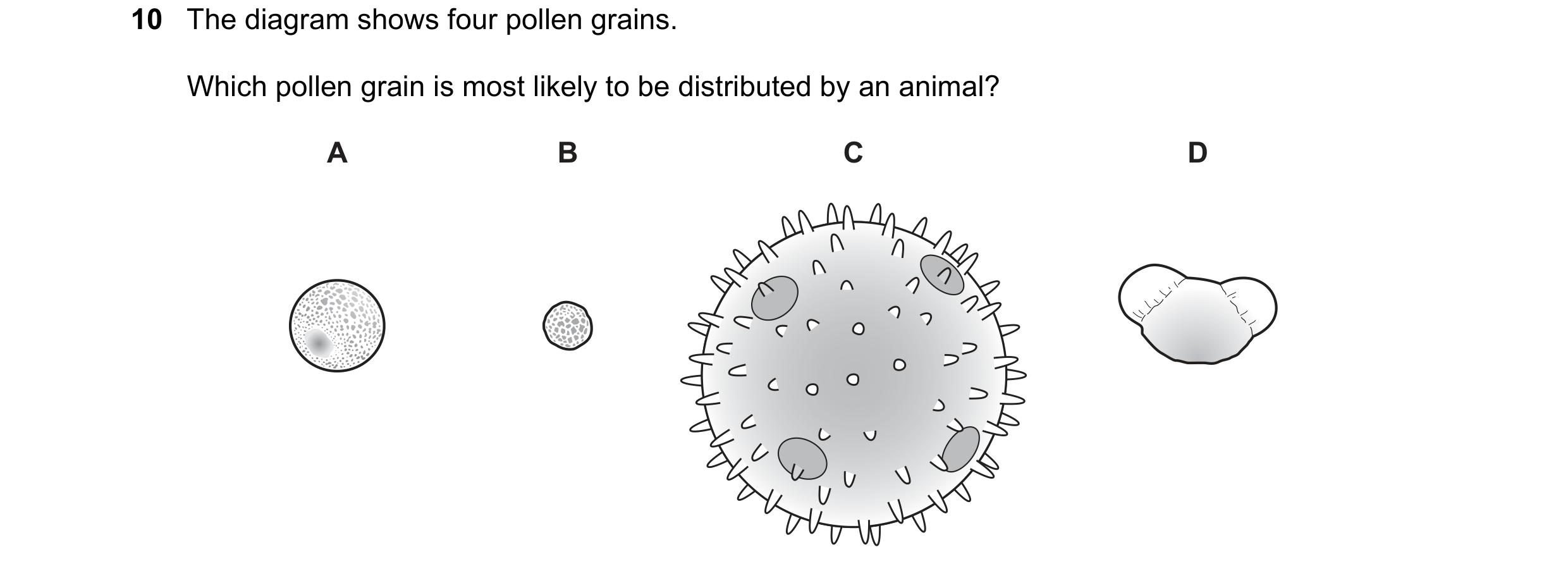 Question 23: The diagram shows four pollen grains. Which pollen grain is most likely to be distributed by an animal? A B C D