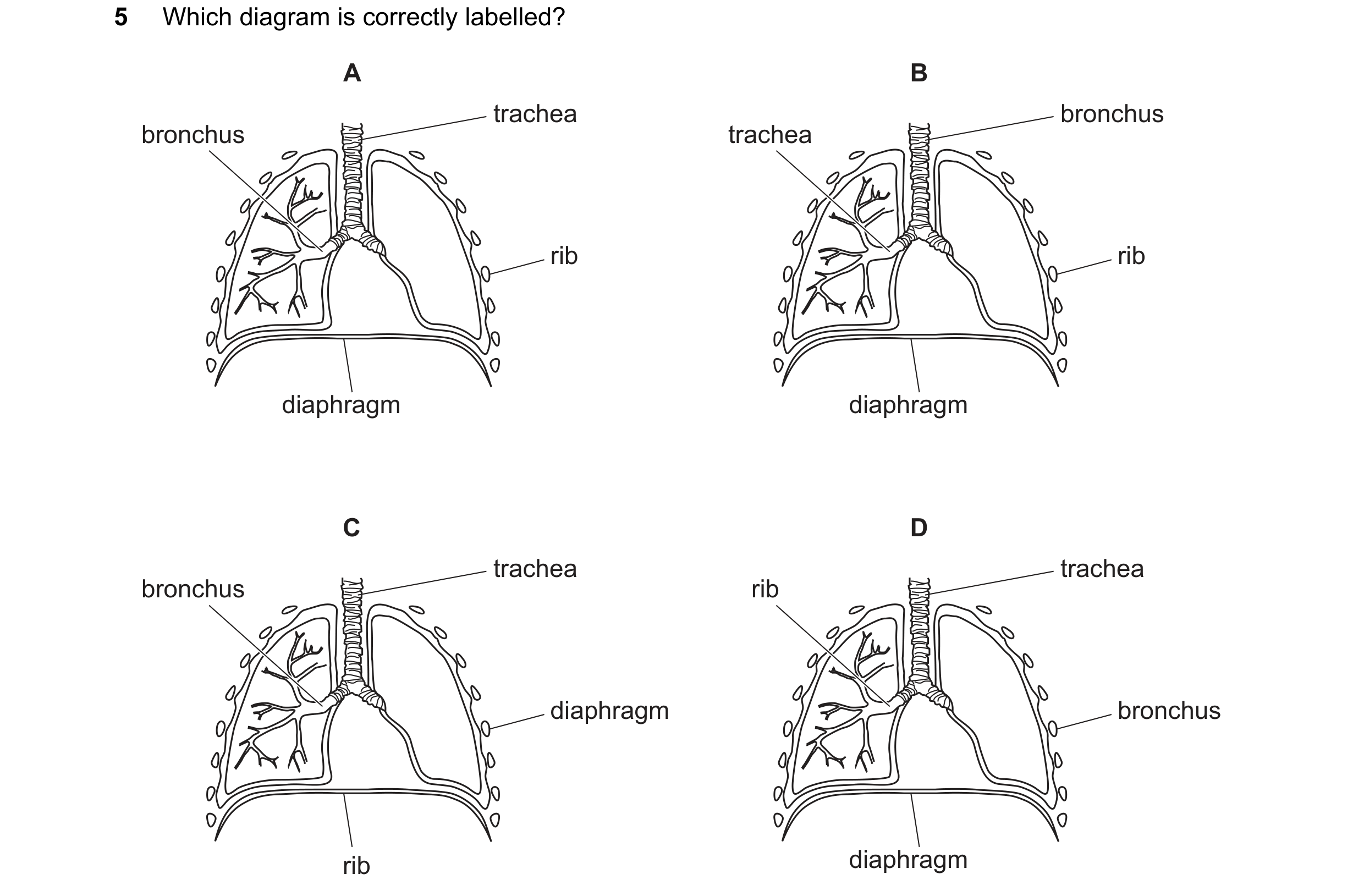 Question 19: Which diagram is correctly labelled? A B trachea bronchus bronchus trachea rib rib diaphragm diaphragm C D trachea trachea bronchus rib dia…