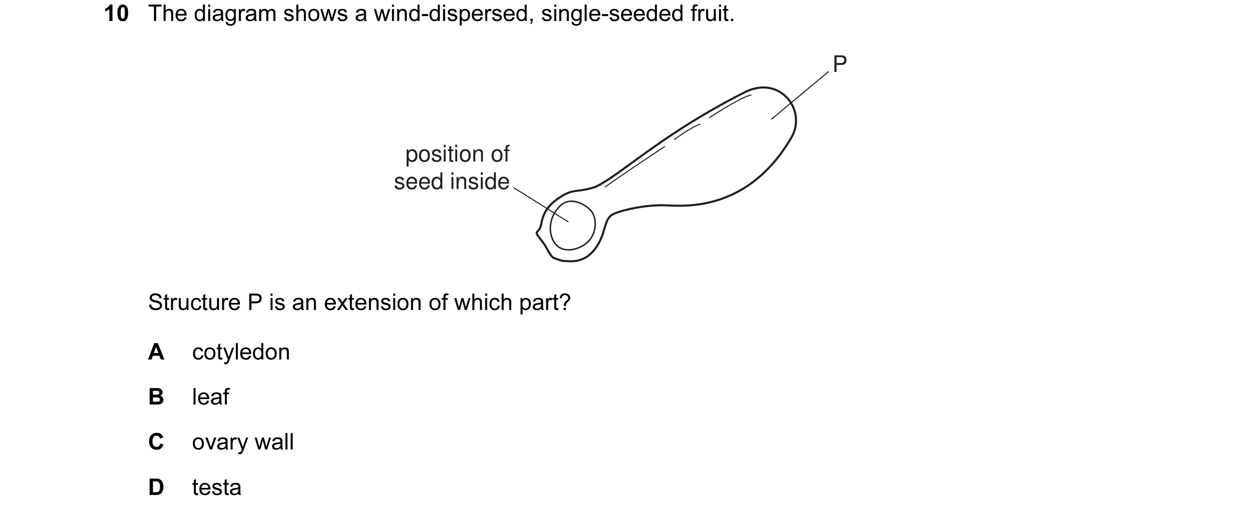 Question 10: The diagram shows a wind-dispersed, single-seeded fruit. P position of seed inside Structure P is an extension of which part? A cotyledon B…