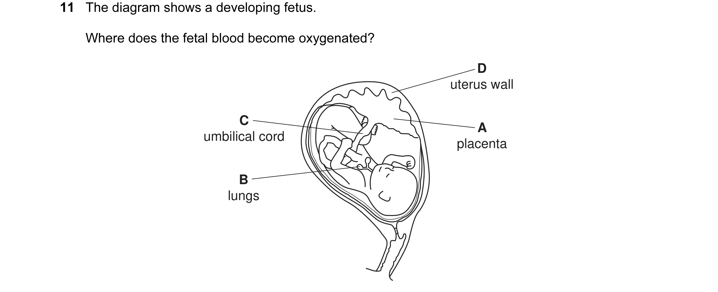 Question 11: The diagram shows a developing fetus. Where does the fetal blood become oxygenated? D uterus wall C A umbilical cord placenta B lungs