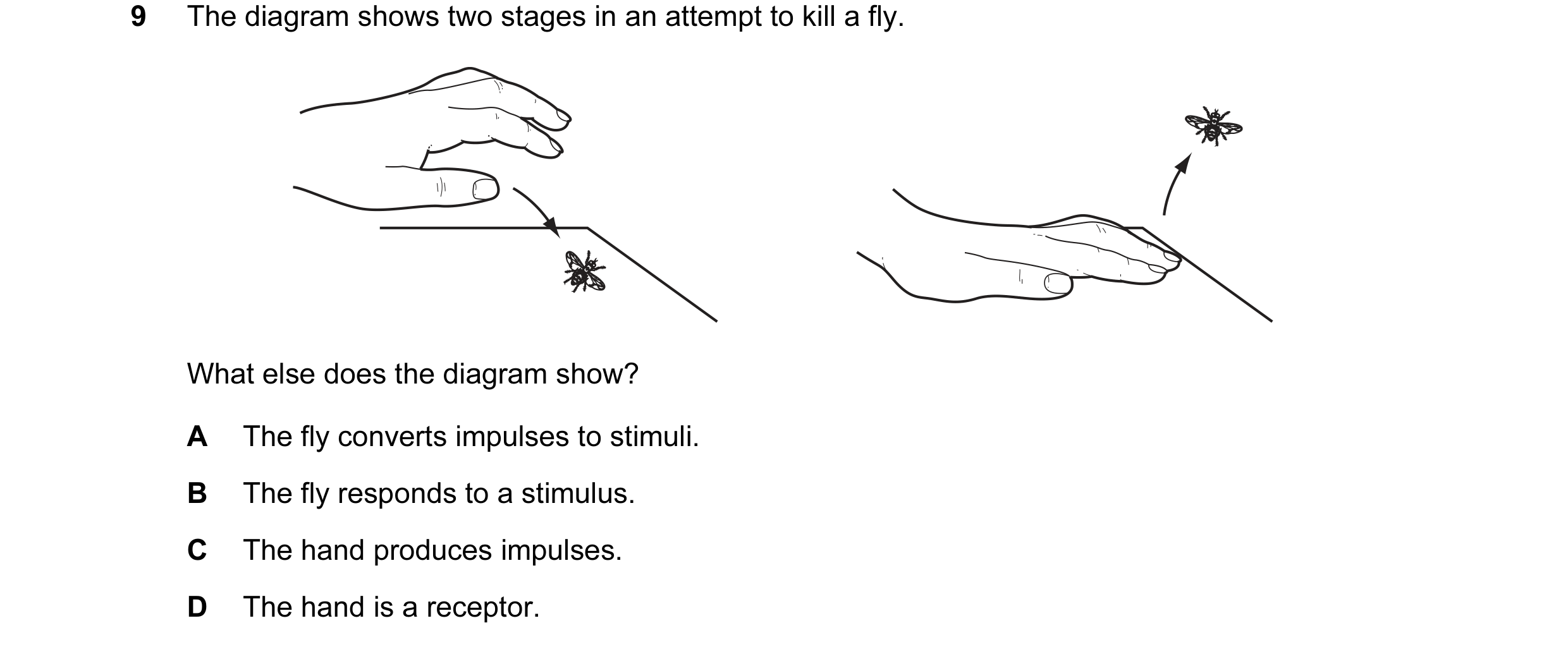 Question 14: The diagram shows two stages in an attempt to kill a fly. What else does the diagram show? A The fly converts impulses to stimuli. B The fl…