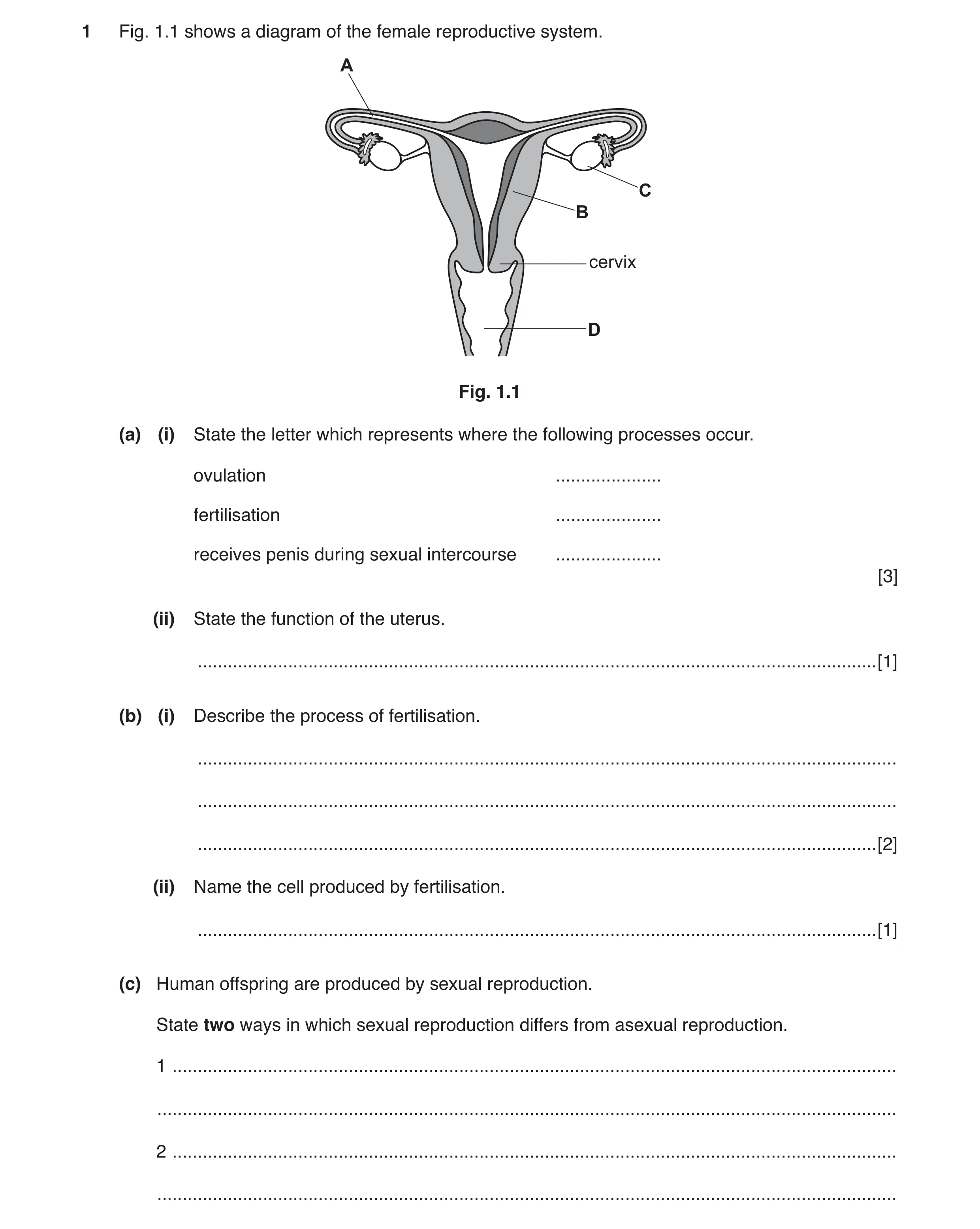 Question 3: Fig. 1.1 shows a diagram of the female reproductive system. A C B cervix D Fig. 1.1 (a) (i) State the letter which represents where the fol…
