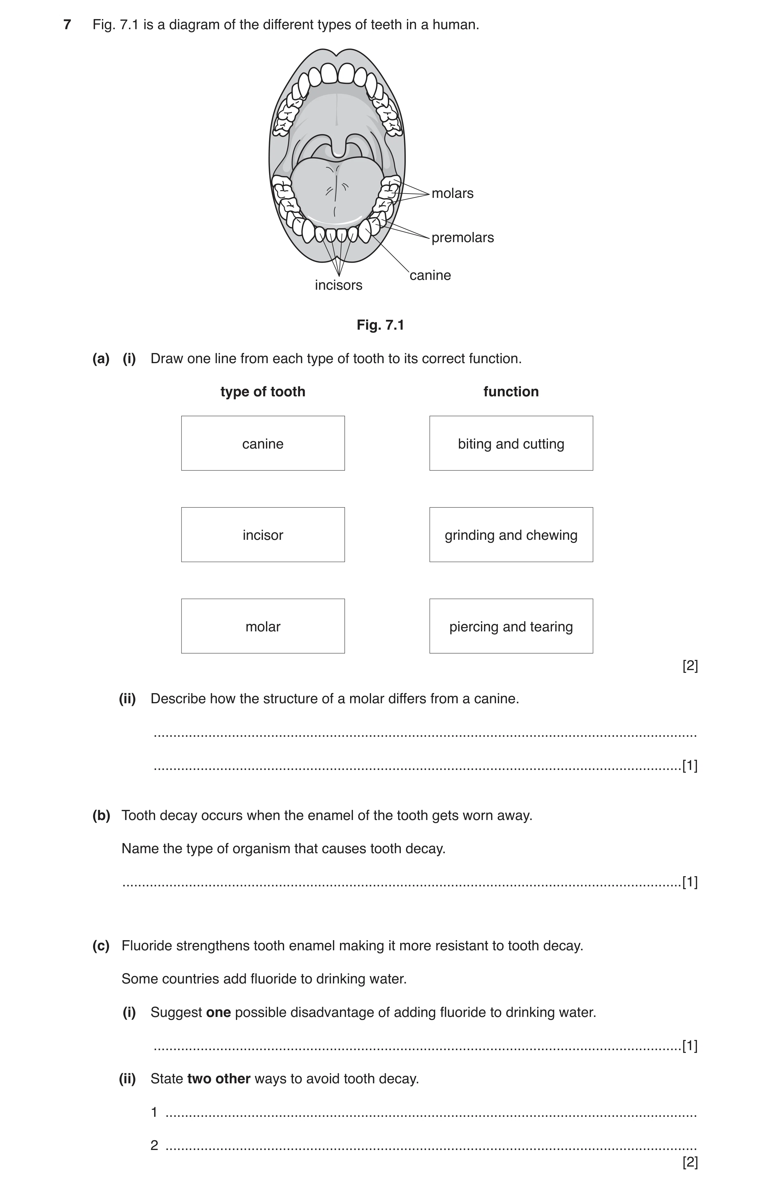 Question 2: Fig. 7.1 is a diagram of the different types of teeth in a human. molars premolars canine incisors Fig. 7.1 (a) (i) Draw one line from each…
