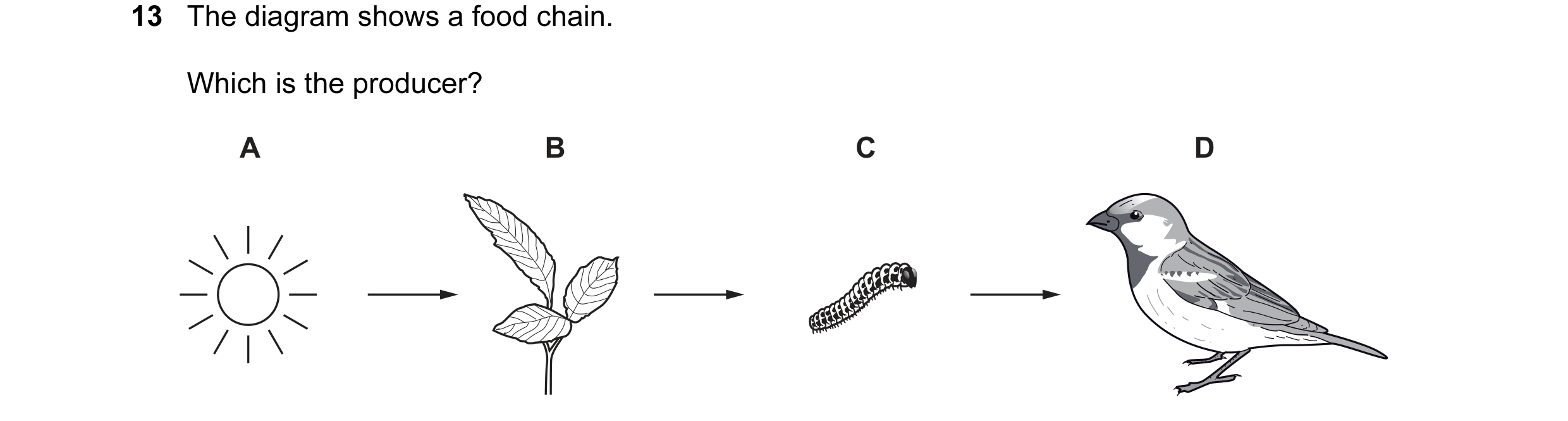 Question 29: The diagram shows a food chain. Which is the producer? A B C D