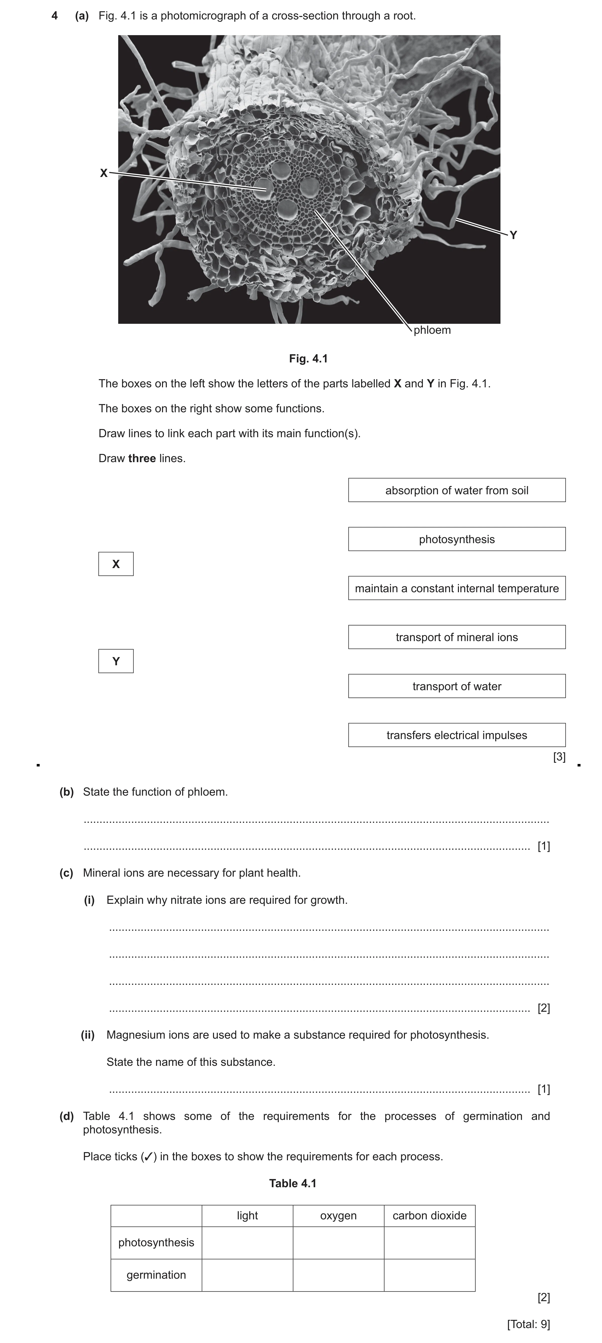 Question 27: (a) Fig. 4.1 is a photomicrograph of a cross-section through a root. X Y phloem Fig. 4.1 The boxes on the left show the letters of the part…