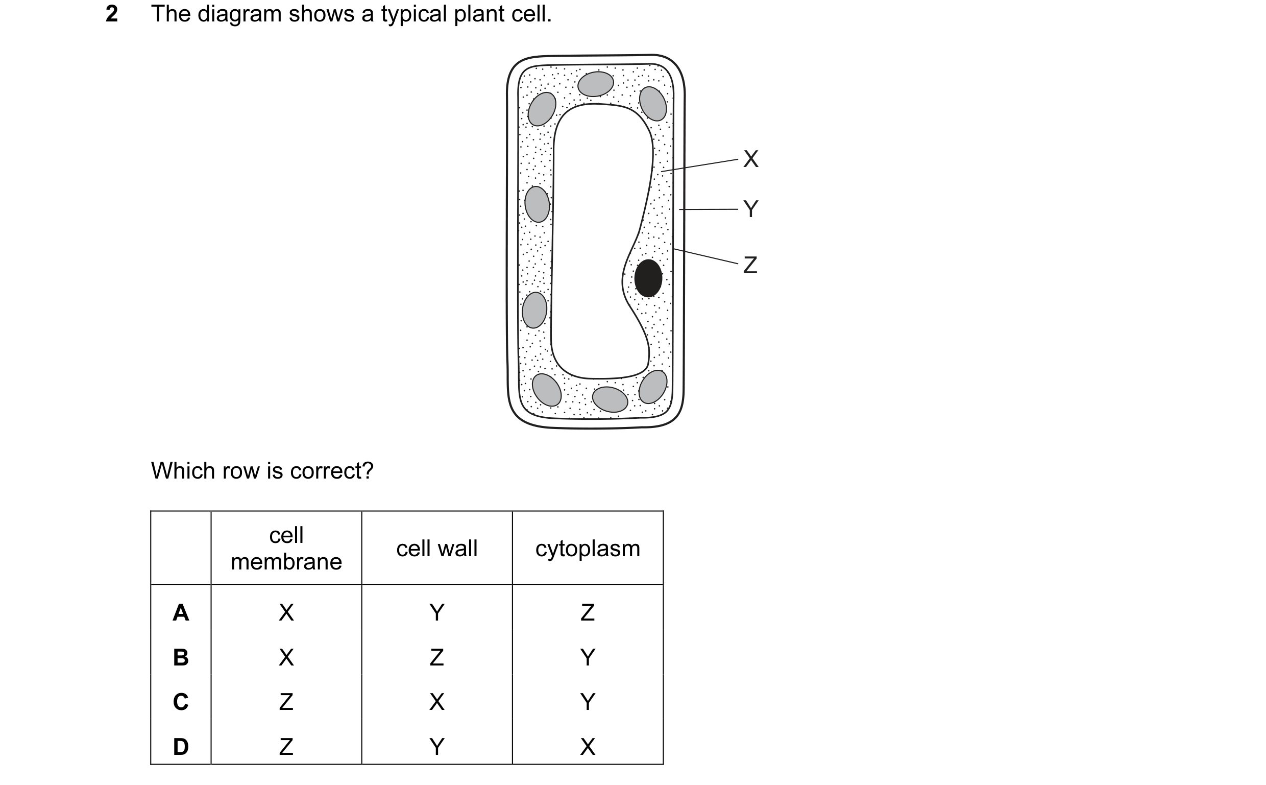 Question 27: The diagram shows a typical plant cell. X Y Z Which row is correct? cell cell wall cytoplasm membrane A X Y Z B X Z Y C Z X Y D Z Y X
