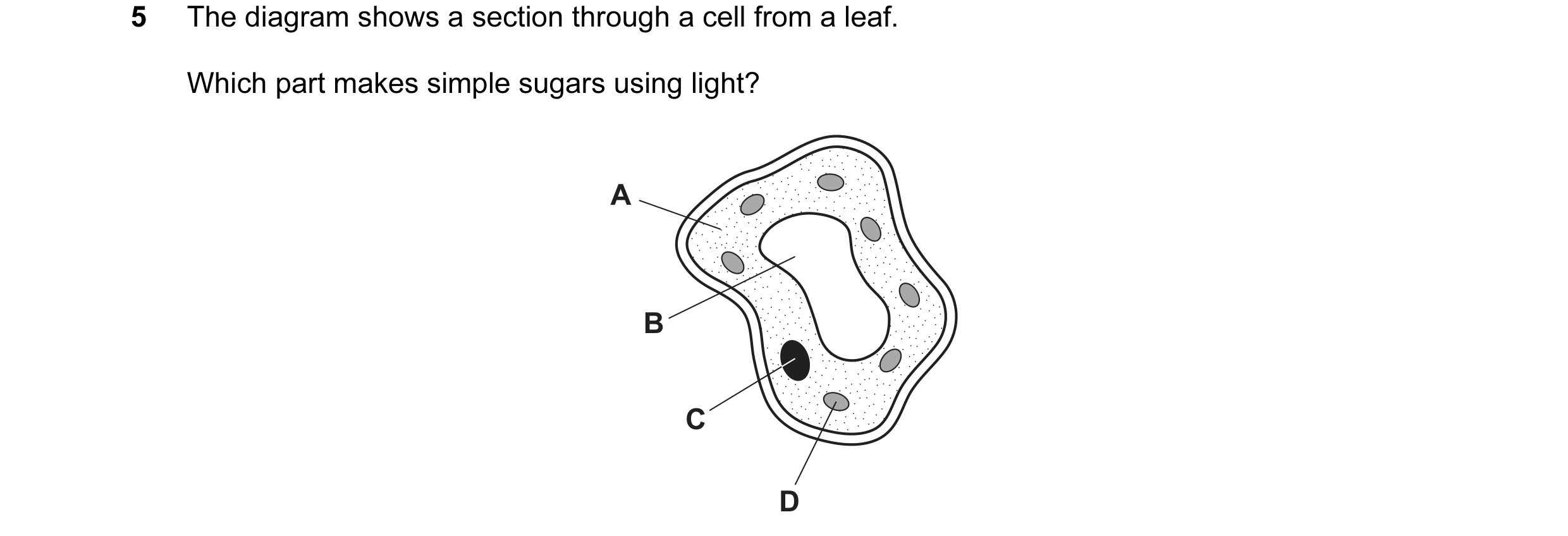 Question 28: The diagram shows a section through a cell from a leaf. Which part makes simple sugars using light? A B C D