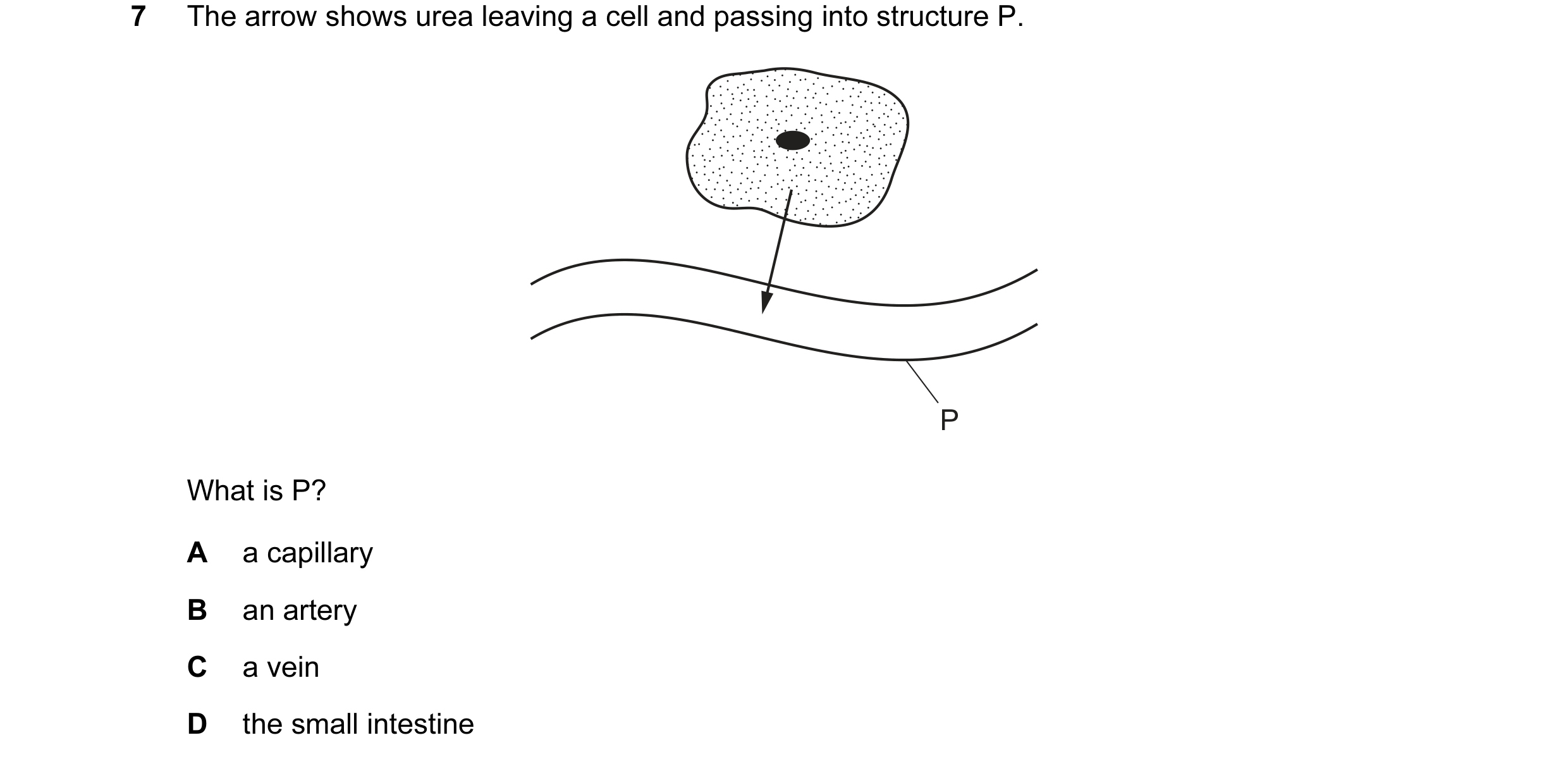 Question 13: The arrow shows urea leaving a cell and passing into structure P. P What is P? A a capillary B an artery C a vein D the small intestine
