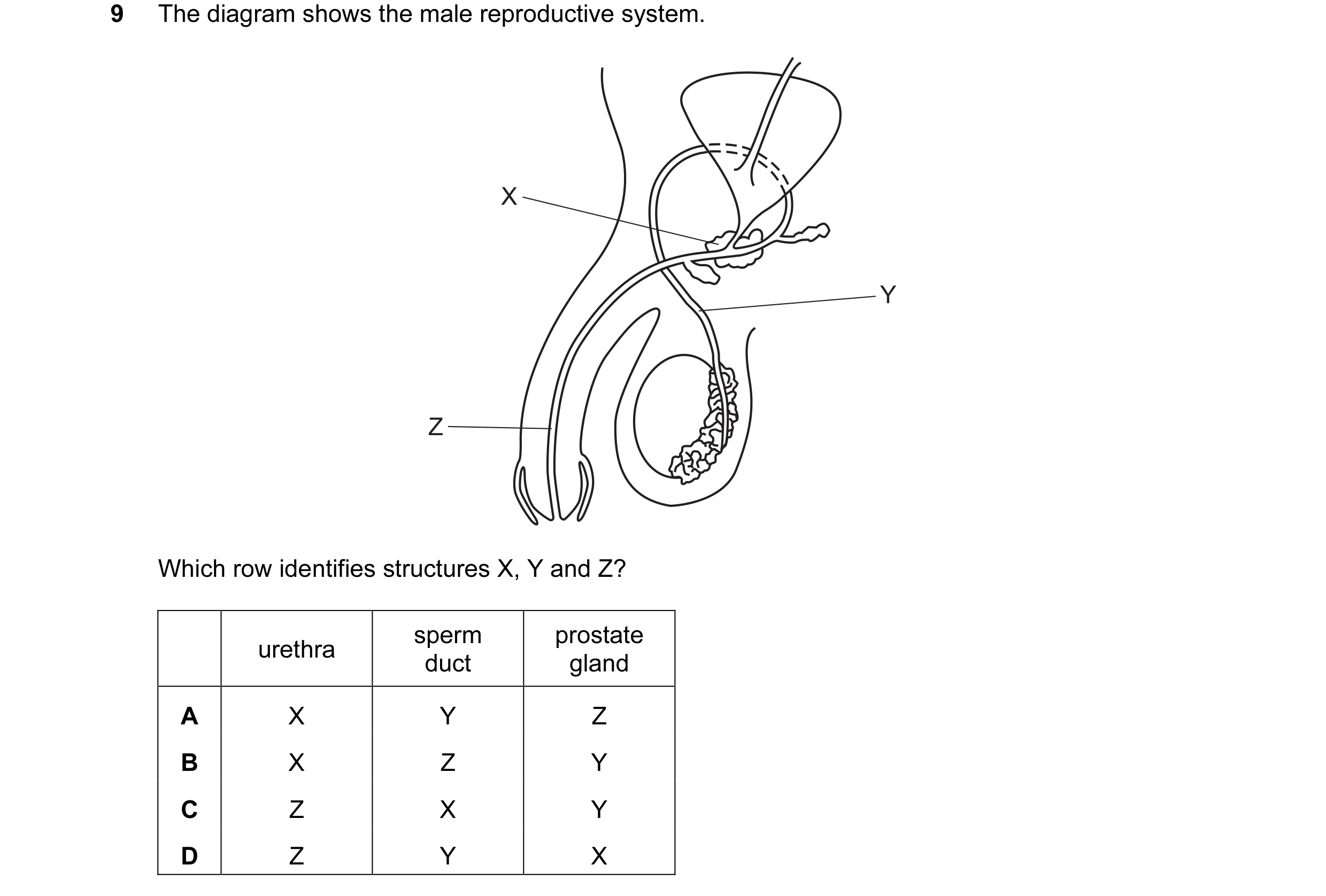 Question 36: The diagram shows the male reproductive system. X Y Z Which row identifies structures X, Y and Z? sperm prostate urethra duct gland A X Y Z…