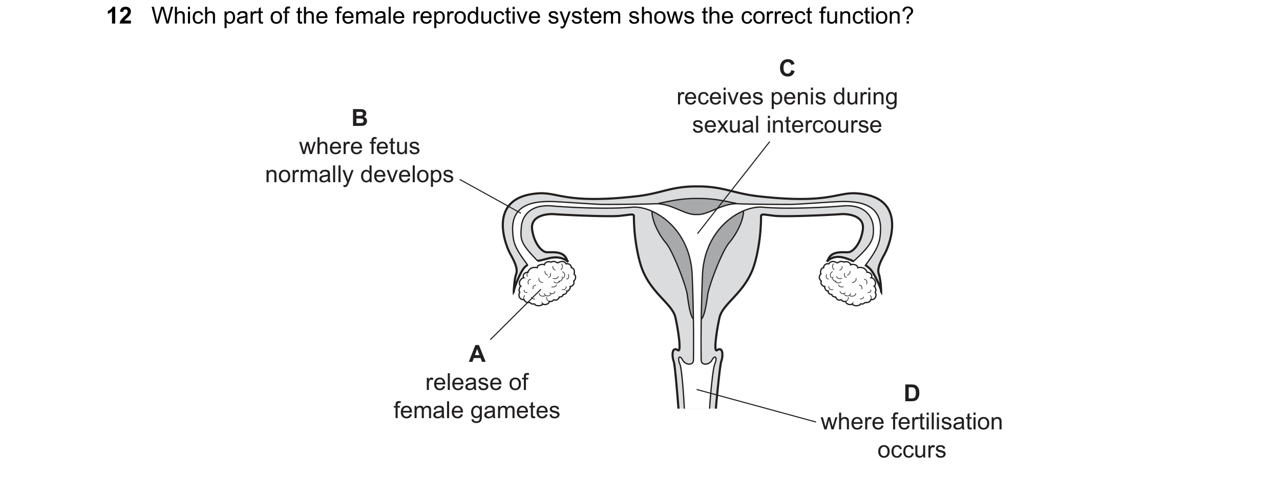 Question 101: Which part of the female reproductive system shows the correct function? C receives penis during B sexual intercourse where fetus normally …