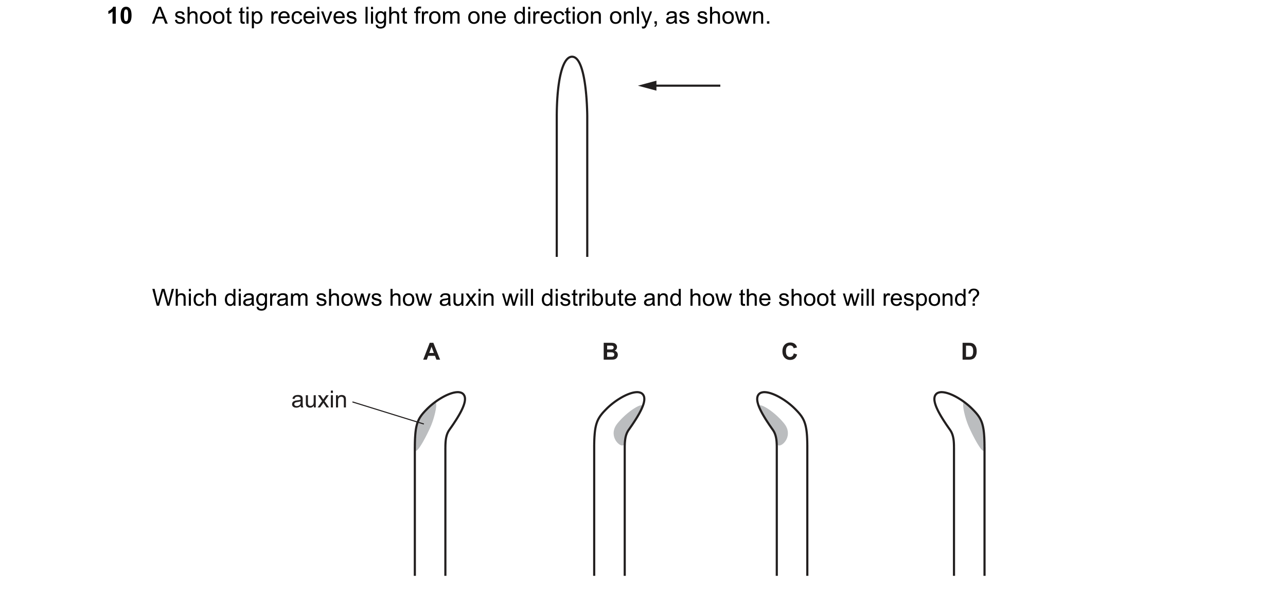 Question 31: A shoot tip receives light from one direction only, as shown. Which diagram shows how auxin will distribute and how the shoot will respond?…