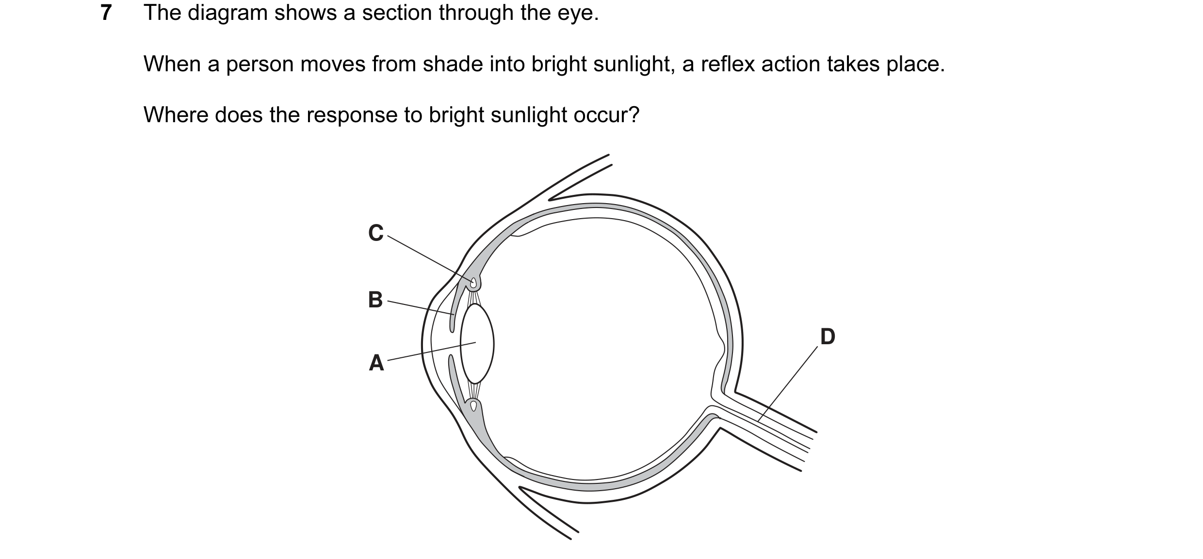 Question 21: The diagram shows a section through the eye. When a person moves from shade into bright sunlight, a reflex action takes place. Where does t…