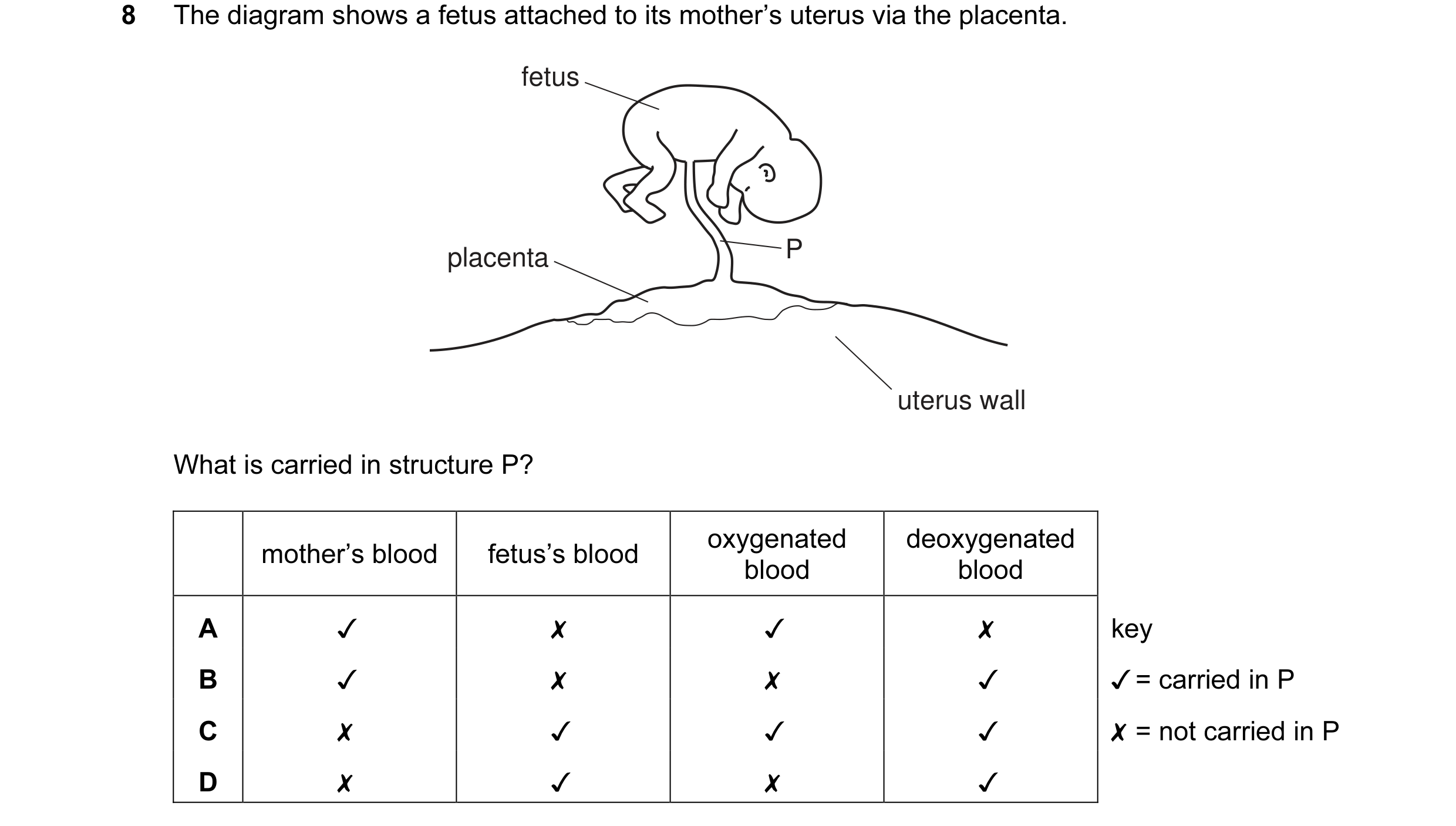 Question 19: The diagram shows a fetus attached to its mother’s uterus via the placenta.
fetus
placenta P
uterus wall
What is carried in structure P?
m…