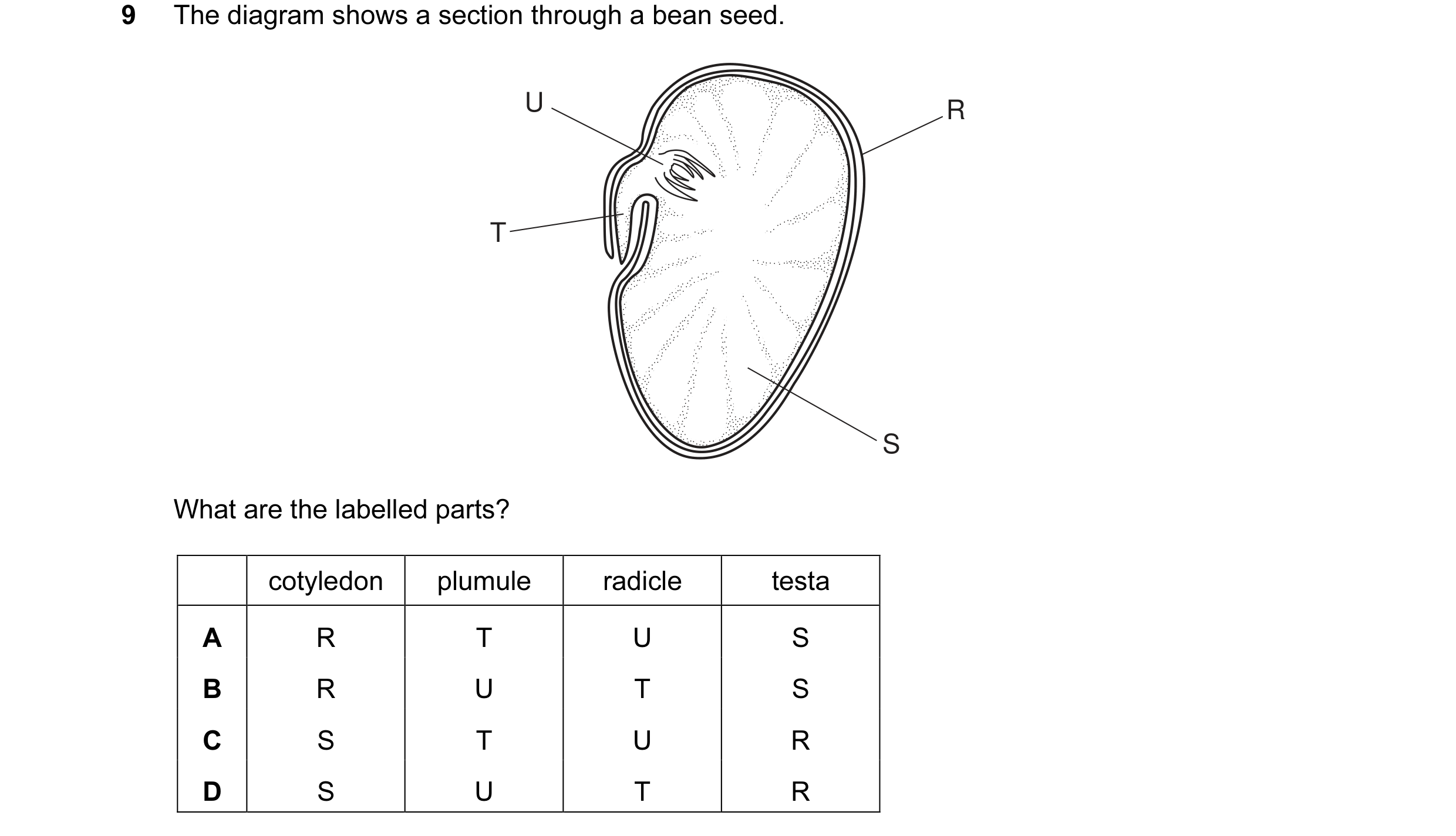 Question 18: The diagram shows a section through a bean seed. U R T S What are the labelled parts? cotyledon plumule radicle testa A R T U S B R U T S C…