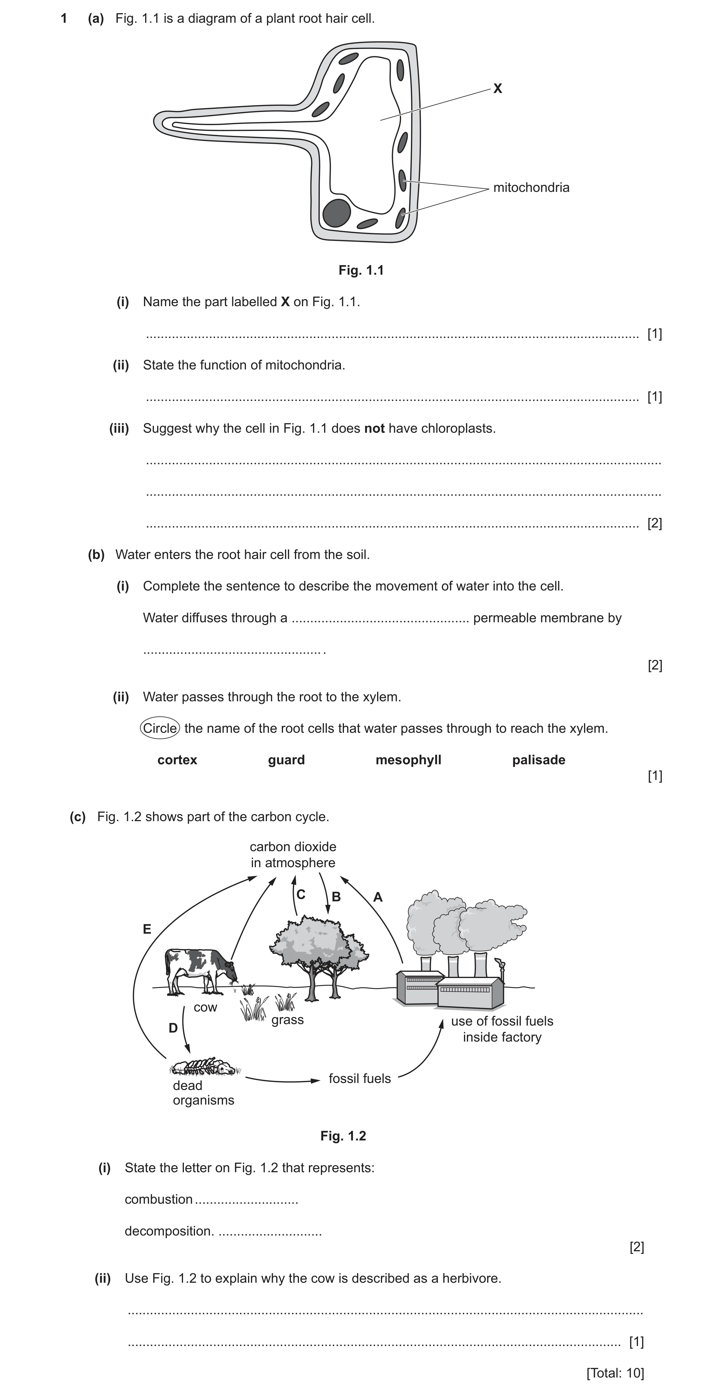 Question 20: (a) Fig. 1.1 is a diagram of a plant root hair cell. X mitochondria Fig. 1.1 (i) Name the part labelled X on Fig. 1.1. ....................…
