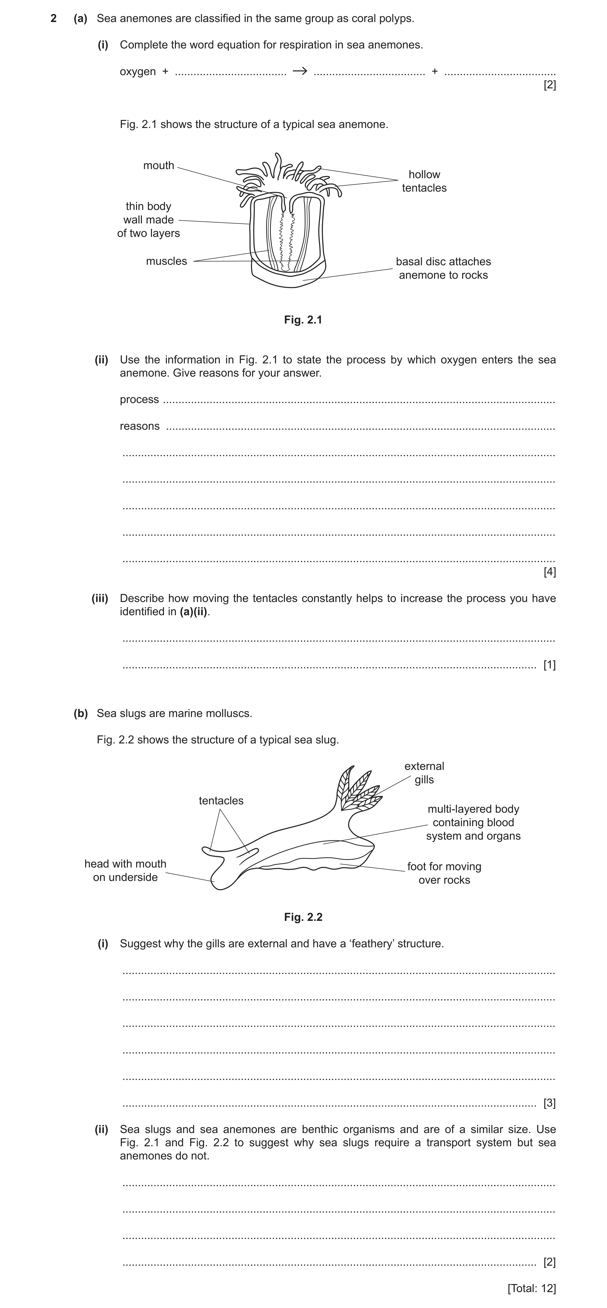 Question 2: (a) Sea anemones are classified in the same group as coral polyps. (i) Complete the word equation for respiration in sea anemones. oxygen +…
