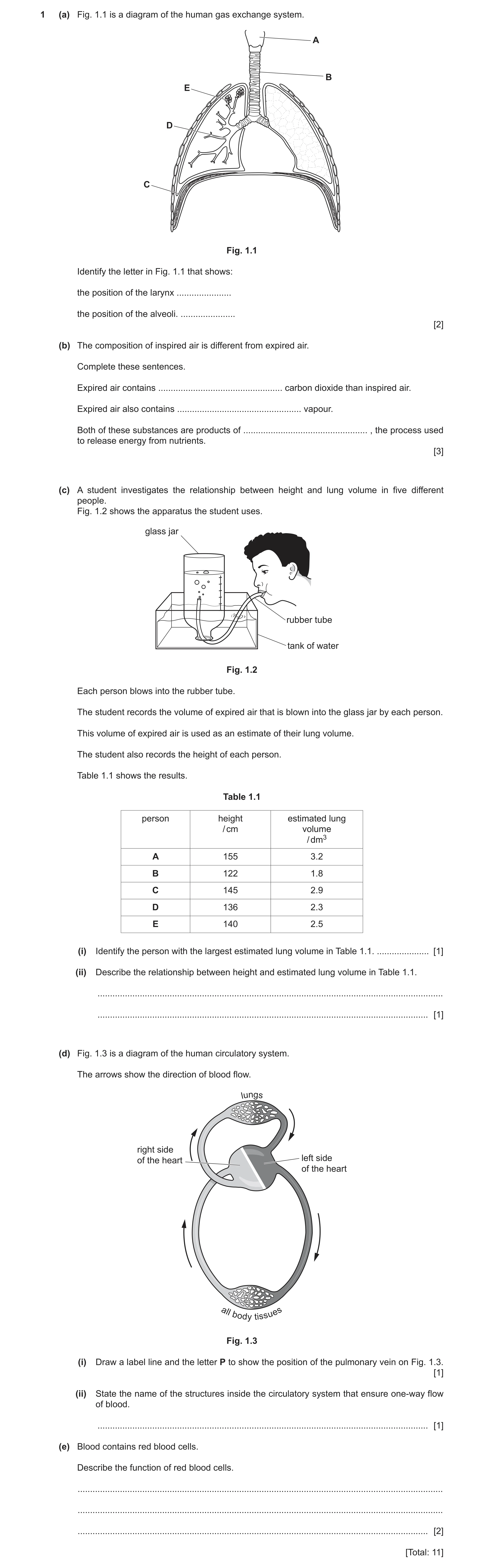 Question 8: (a) Fig. 1.1 is a diagram of the human gas exchange system. A B E D C Fig. 1.1 Identify the letter in Fig. 1.1 that shows: the position of …