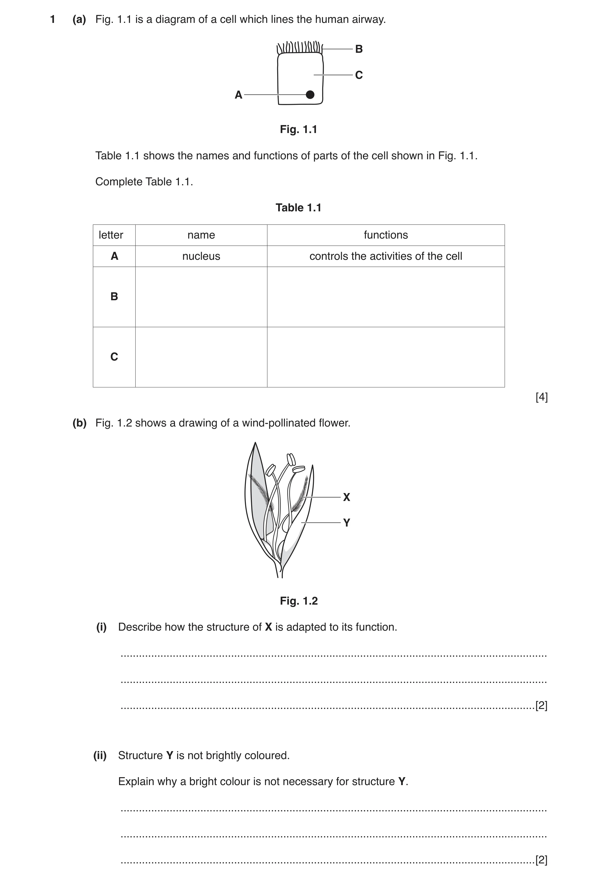 Question 3: (a) Fig. 1.1 is a diagram of a cell which lines the human airway. B C A Fig. 1.1 Table 1.1 shows the names and functions of parts of the ce…