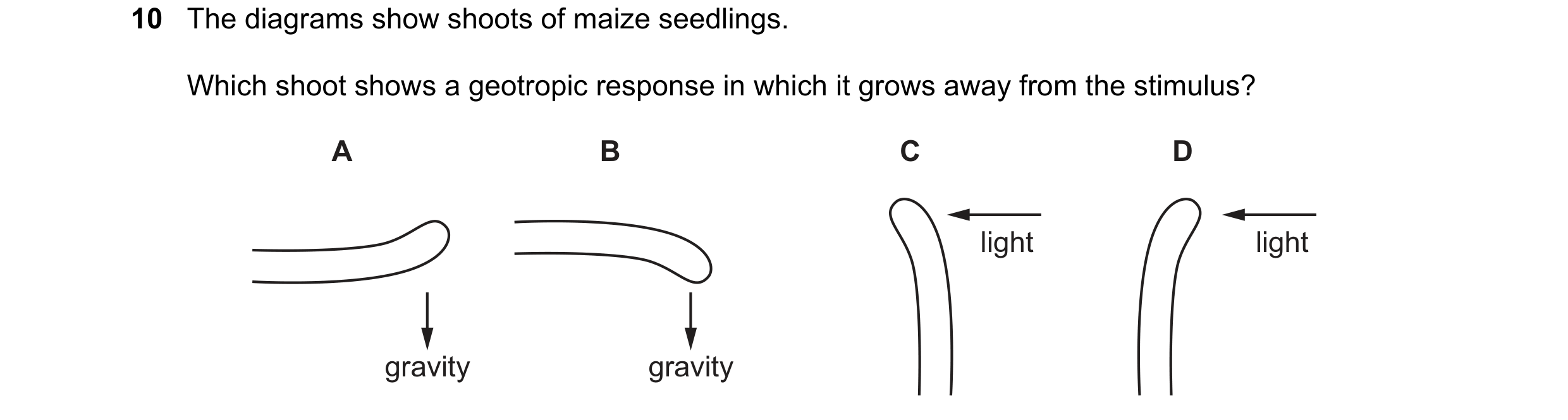Question 47: The diagrams show shoots of maize seedlings. Which shoot shows a geotropic response in which it grows away from the stimulus? A B C D light…
