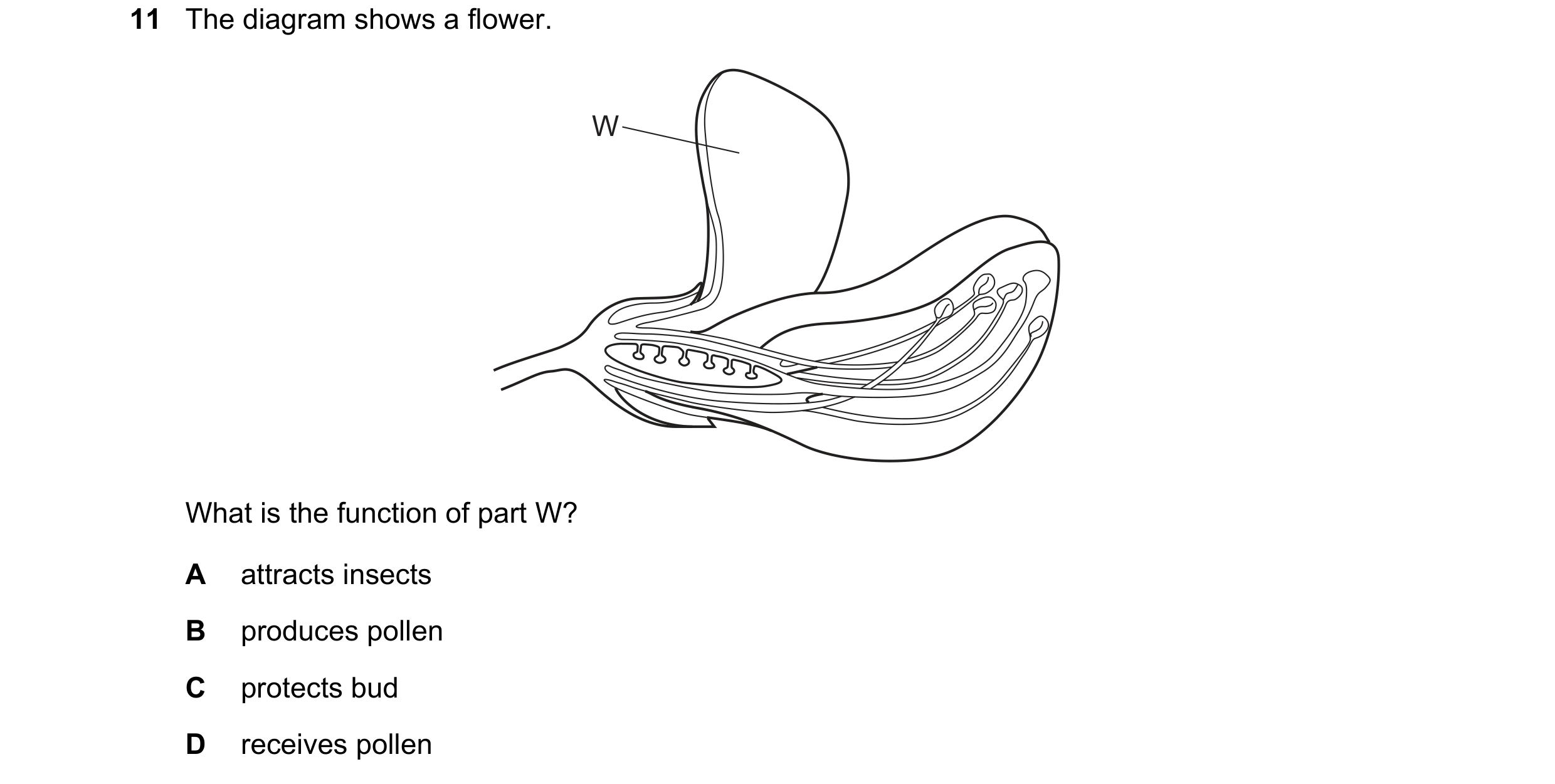 Question 63: The diagram shows a flower. W What is the function of part W? A attracts insects B produces pollen C protects bud D receives pollen