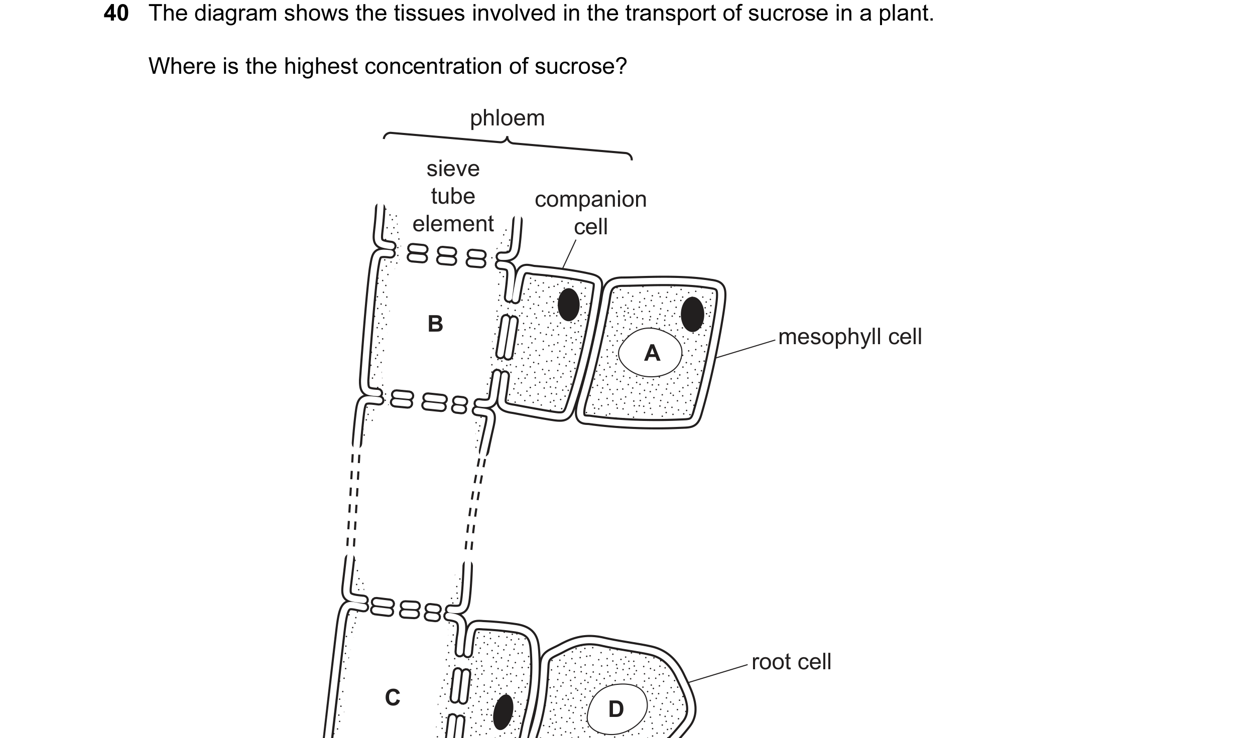 Question 43: The diagram shows the tissues involved in the transport of sucrose in a plant. Where is the highest concentration of sucrose? phloem sieve …