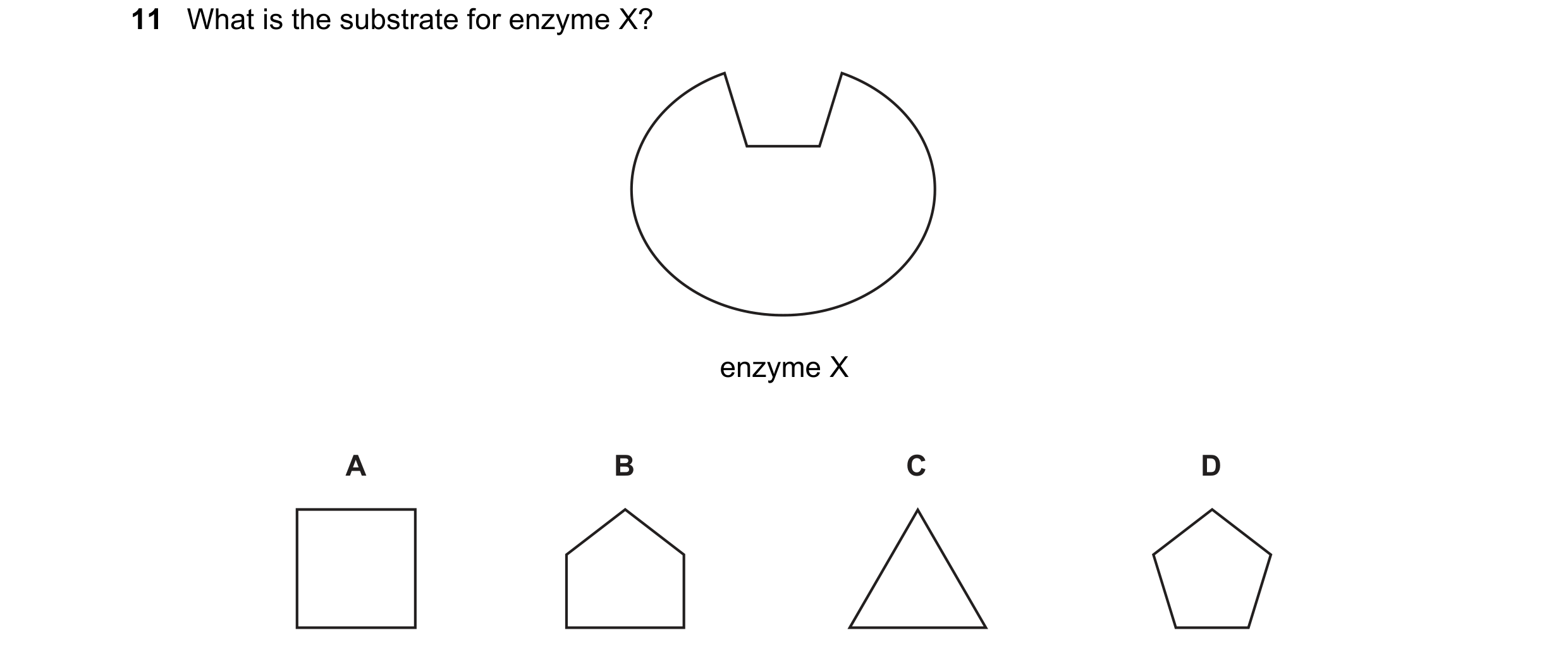 Question 19: What is the substrate for enzyme X? enzyme X A B C D