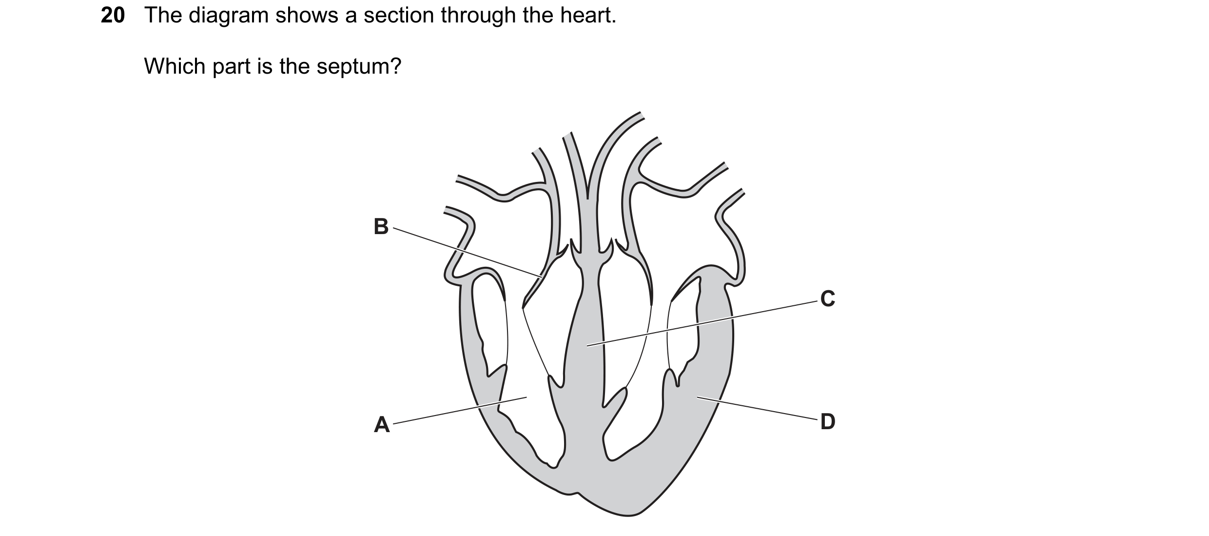 Question 14: The diagram shows a section through the heart. Which part is the septum? B C A D