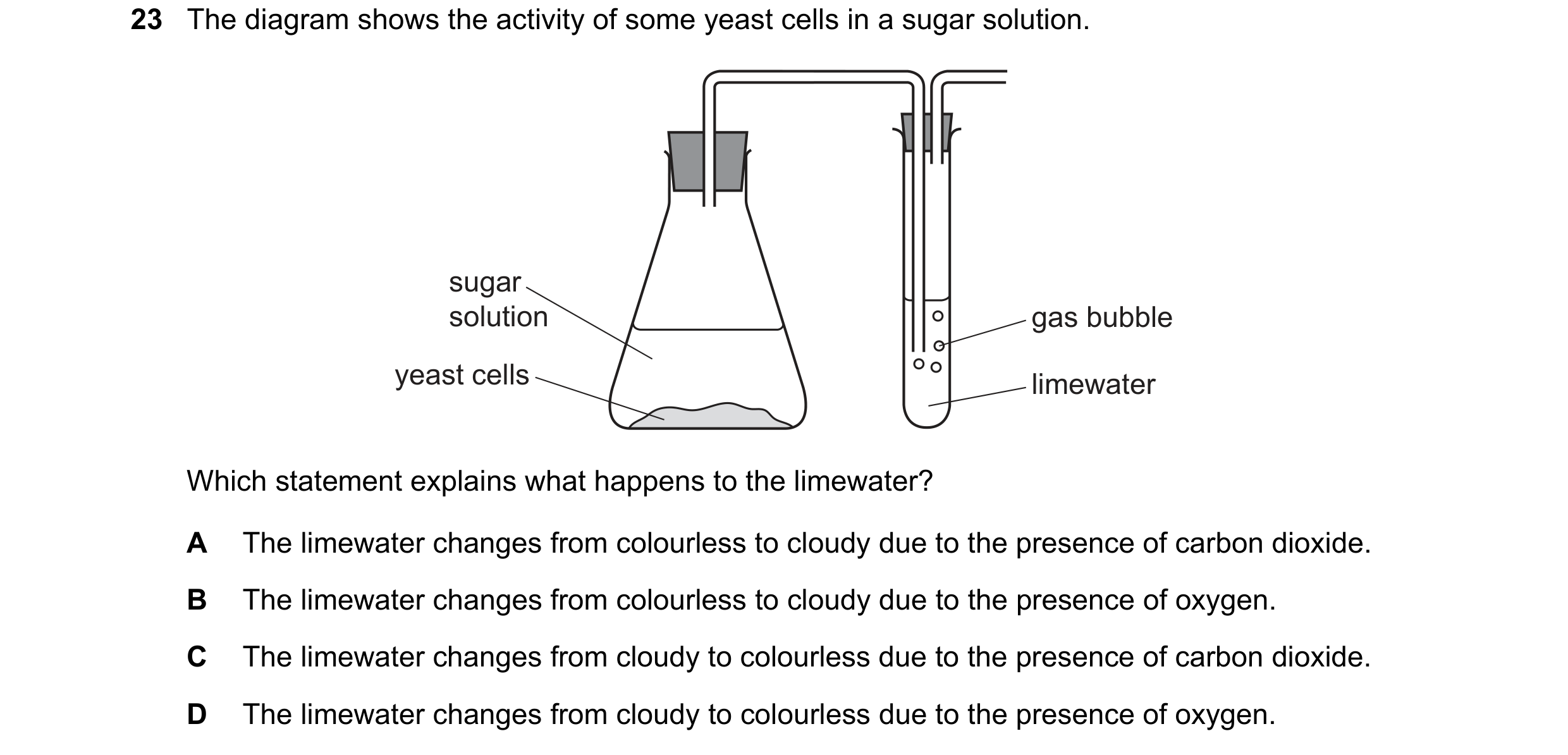 Question 17: The diagram shows the activity of some yeast cells in a sugar solution. sugar solution gas bubble yeast cells limewater Which statement exp…