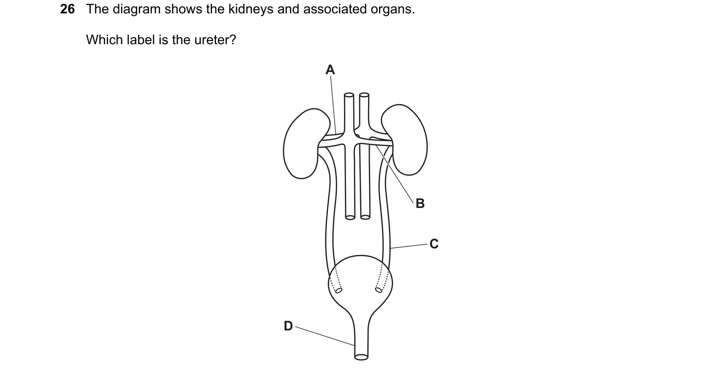 Question 18: The diagram shows the kidneys and associated organs. Which label is the ureter? A B C D