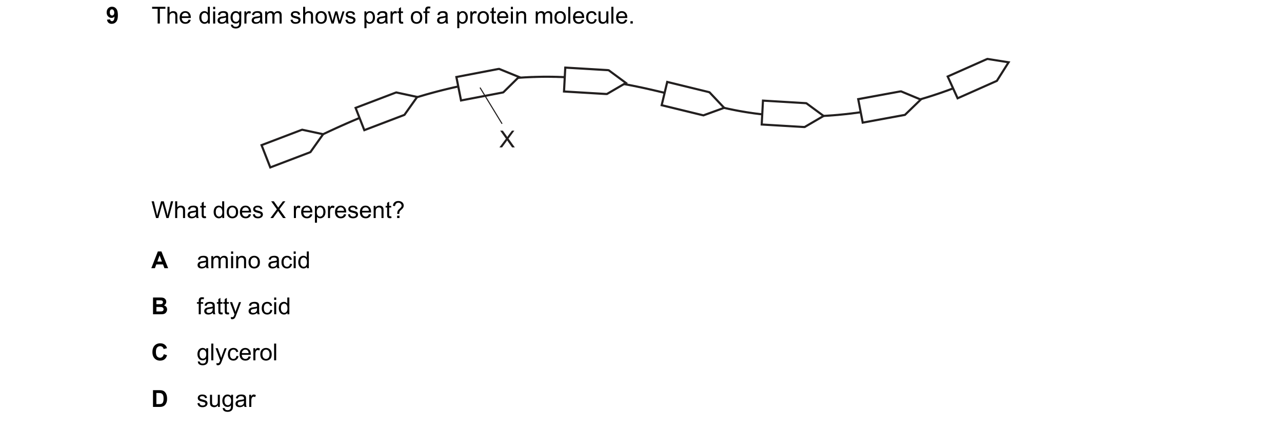Question 24: The diagram shows part of a protein molecule. X What does X represent? A amino acid B fatty acid C glycerol D sugar