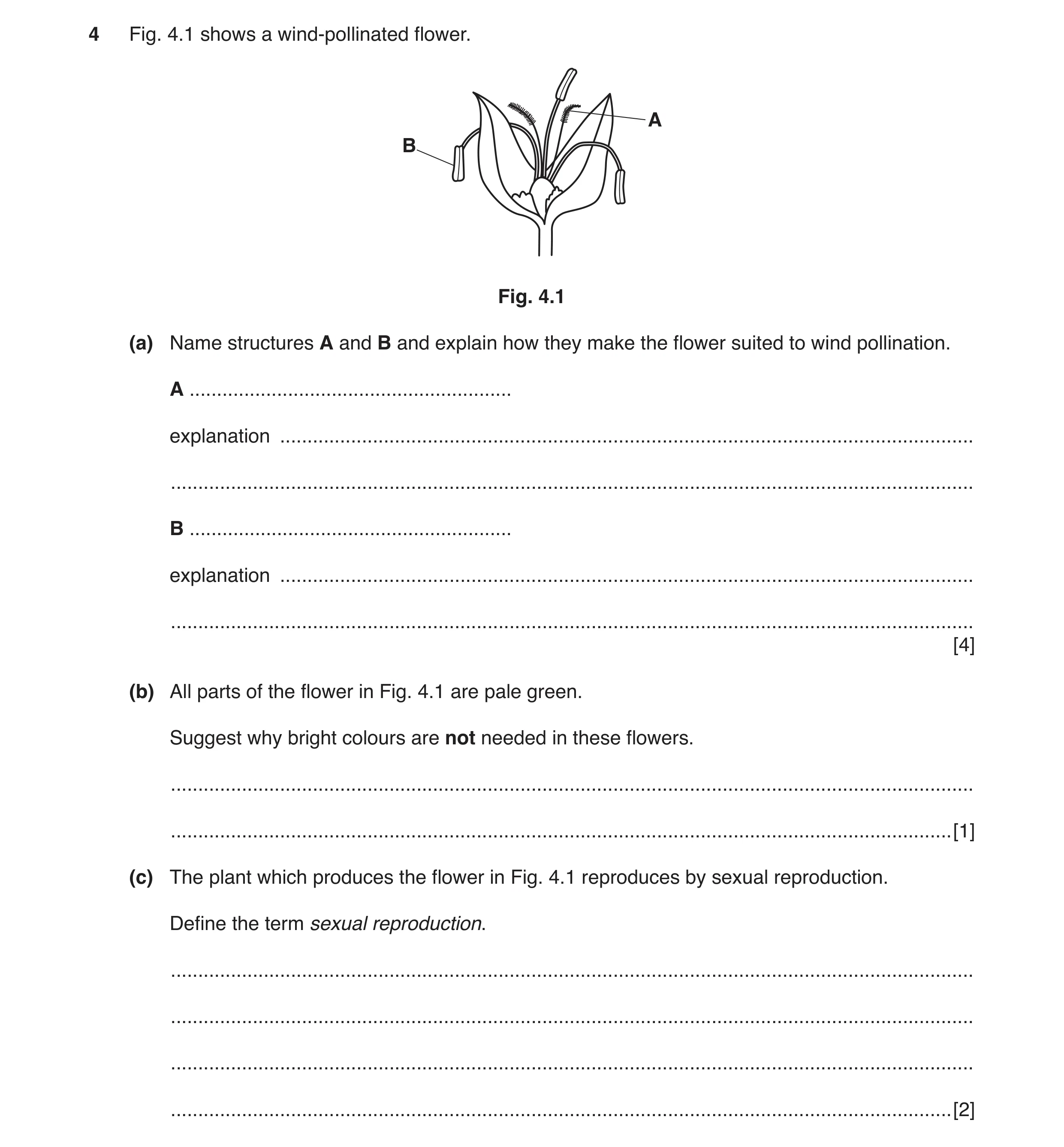 Question 5: Fig. 4.1 shows a wind-pollinated flower. A B Fig. 4.1 (a) Name structures A and B and explain how they make the flower suited to wind polli…
