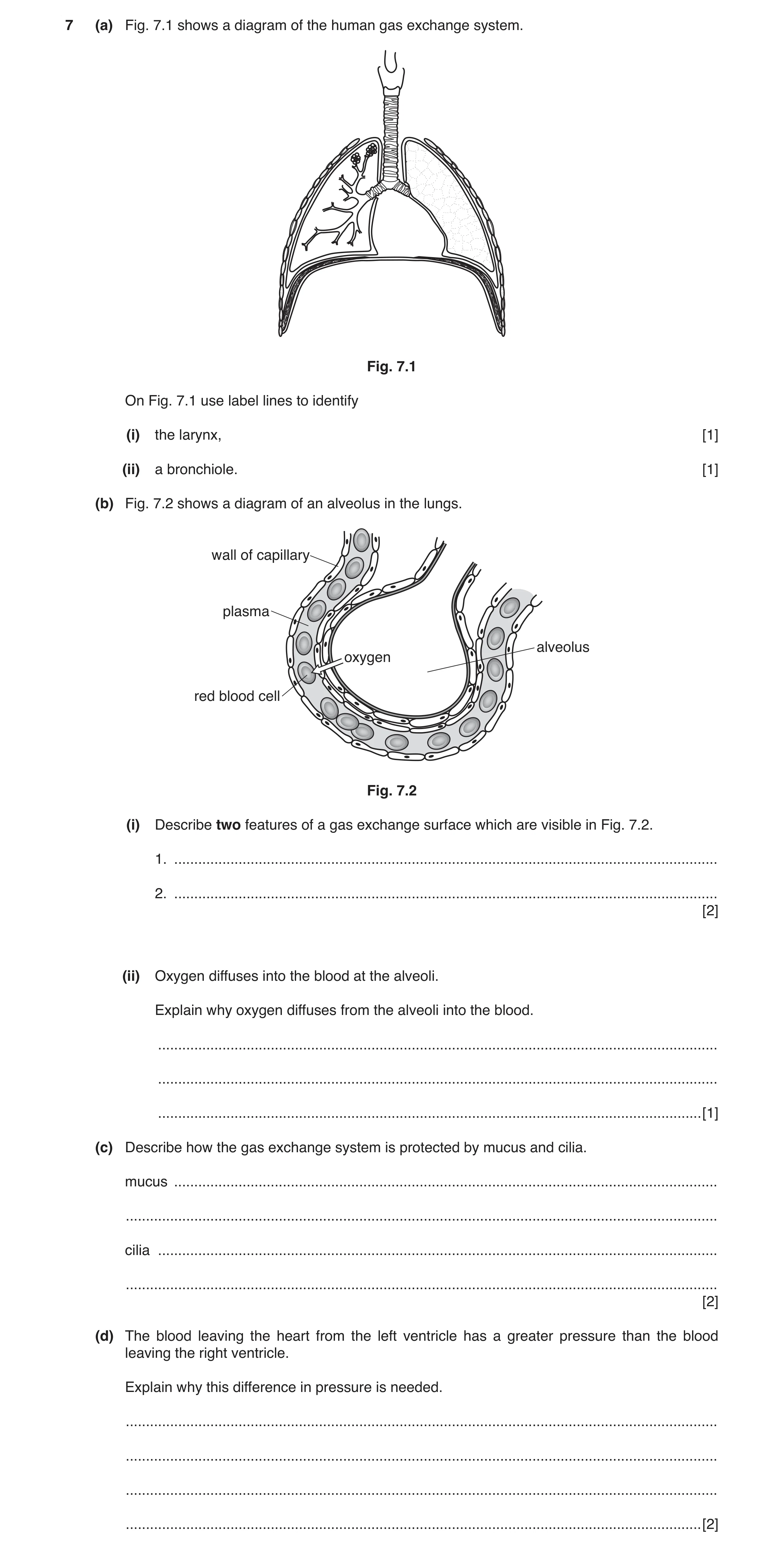 Question 3: (a) Fig. 7.1 shows a diagram of the human gas exchange system. Fig. 7.1 On Fig. 7.1 use label lines to identify (i) the larynx, [1] (ii) a …