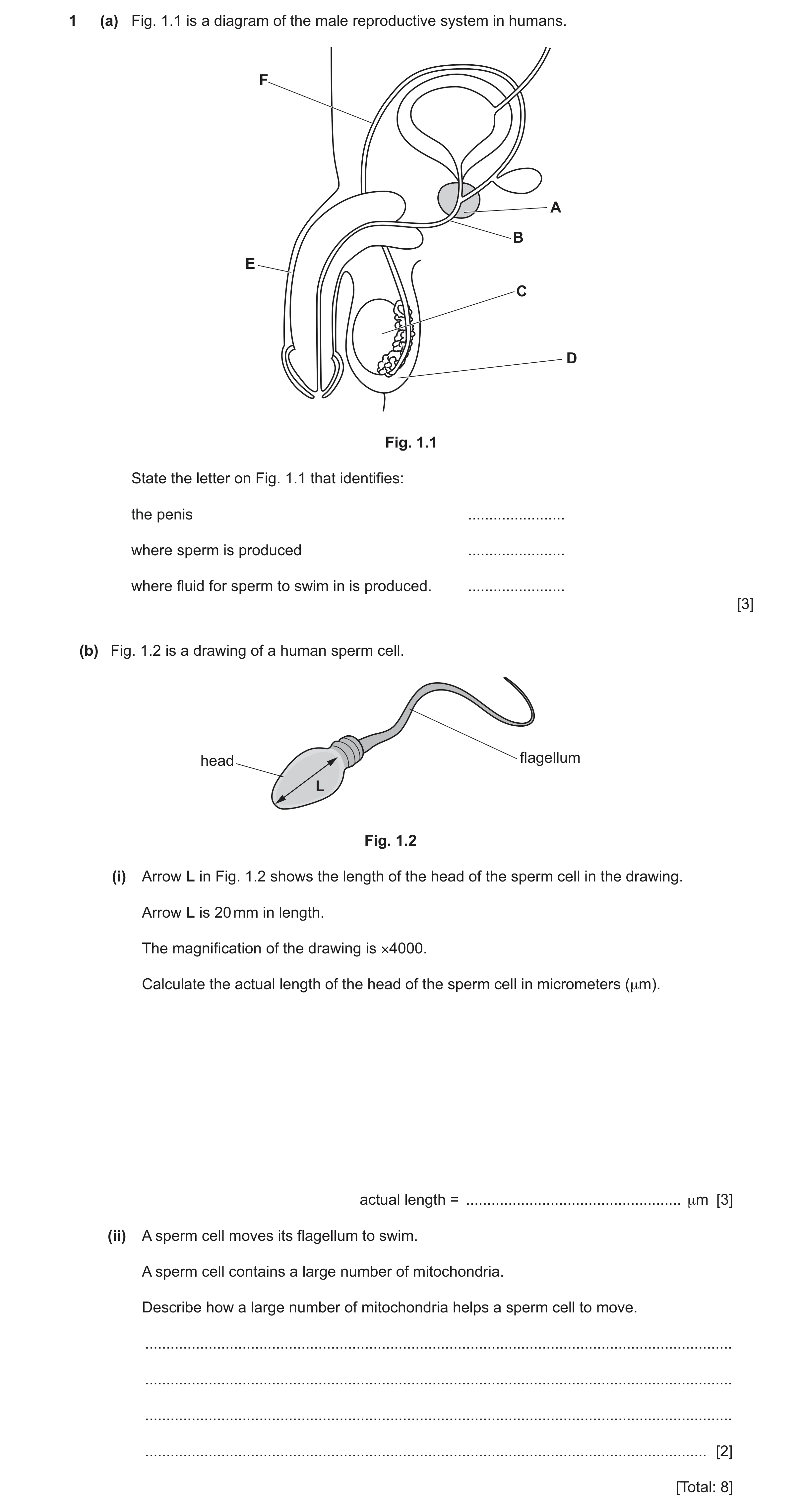 Question 20: (a) Fig. 1.1 is a diagram of the male reproductive system in humans. F A B E C D Fig. 1.1 State the letter on Fig. 1.1 that identifies: the…