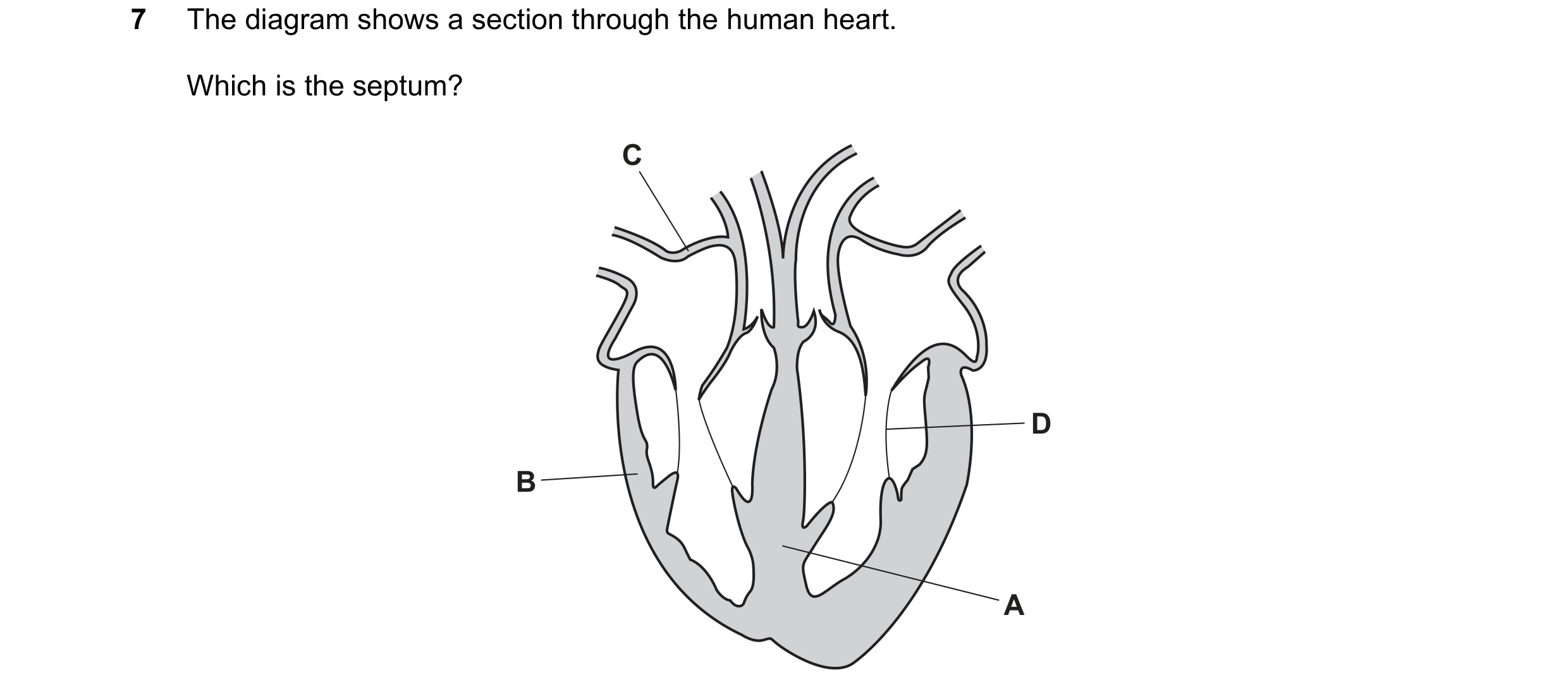 Question 44: The diagram shows a section through the human heart. Which is the septum? C D B A