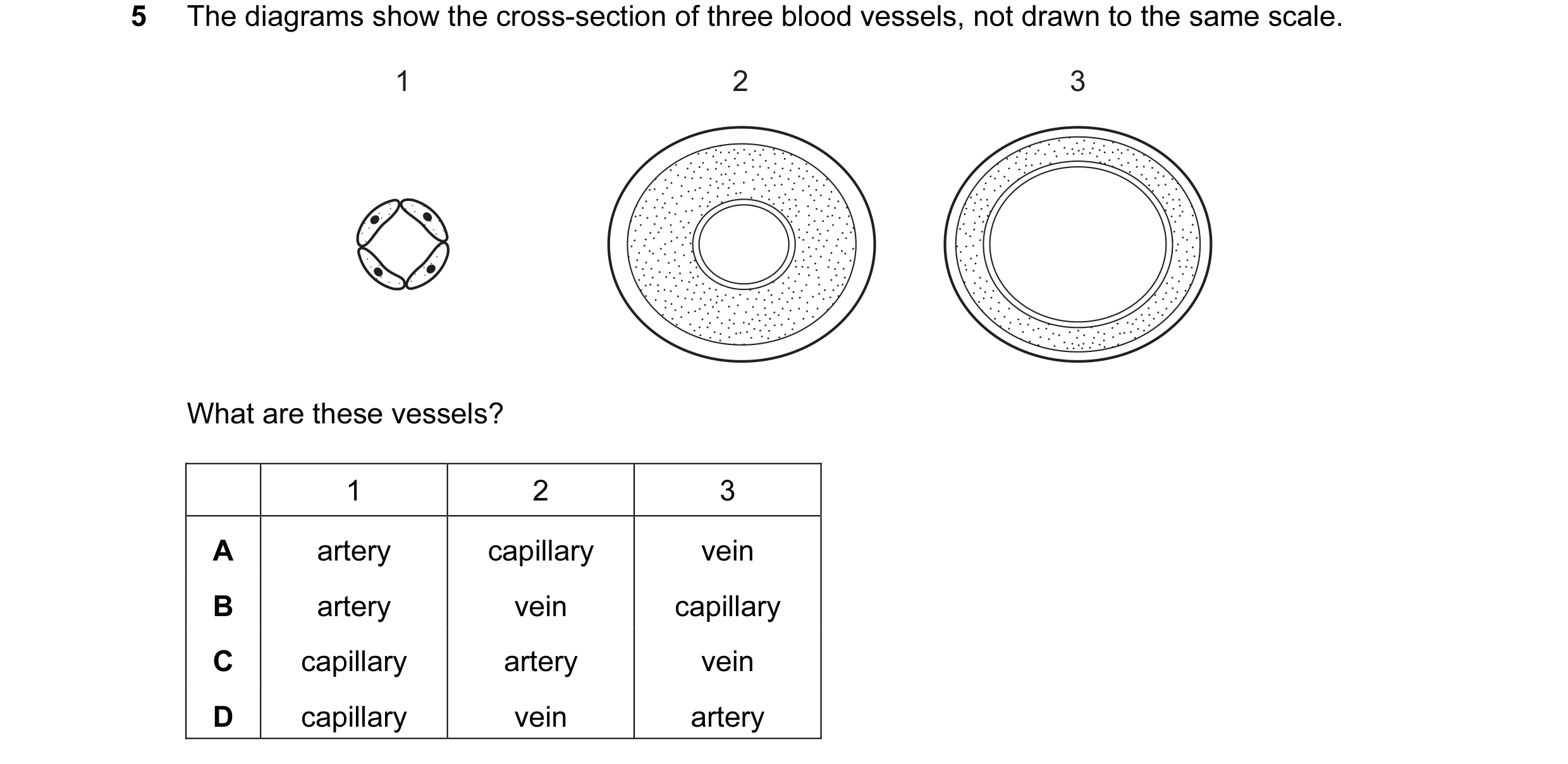 Question 19: The diagrams show the cross-section of three blood vessels, not drawn to the same scale. 1 2 3 What are these vessels? 1 2 3 A artery capil…