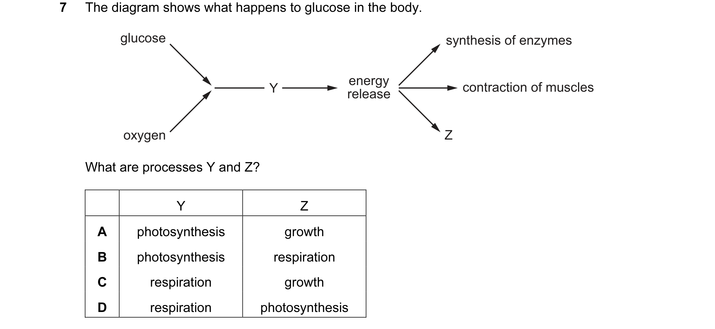 Question 37: The diagram shows what happens to glucose in the body. glucose synthesis of enzymes energy Y contraction of muscles release oxygen Z What a…